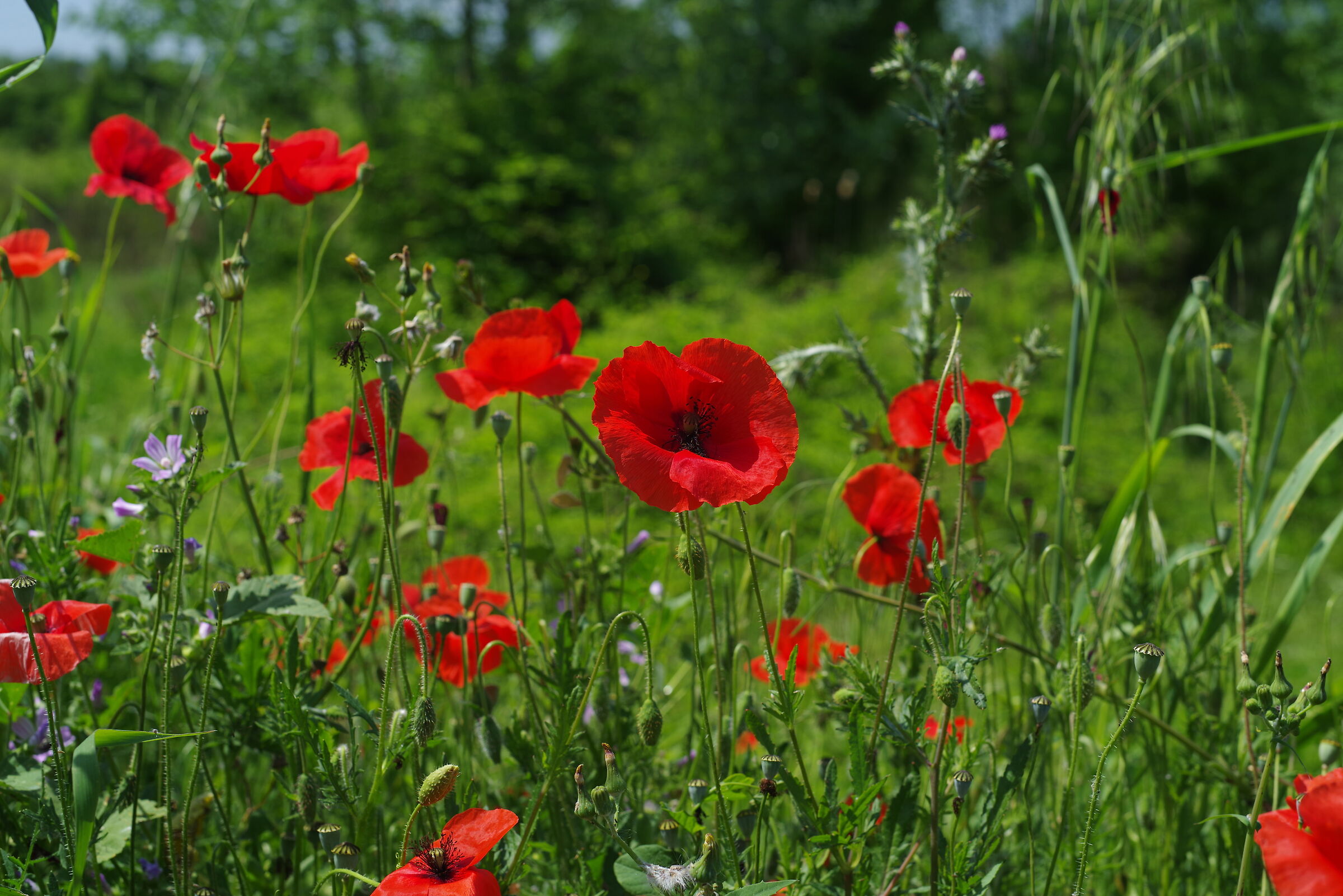 poppies 1