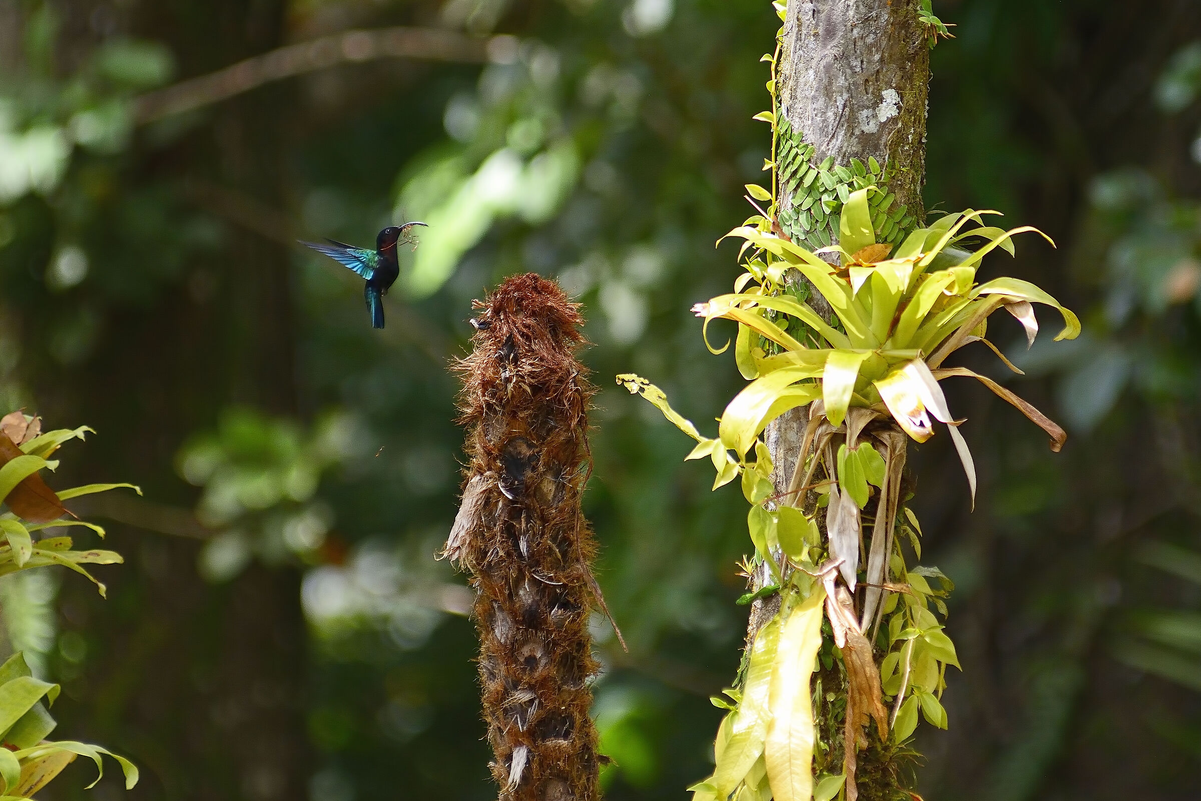 Colibrì - Martinique 20230319