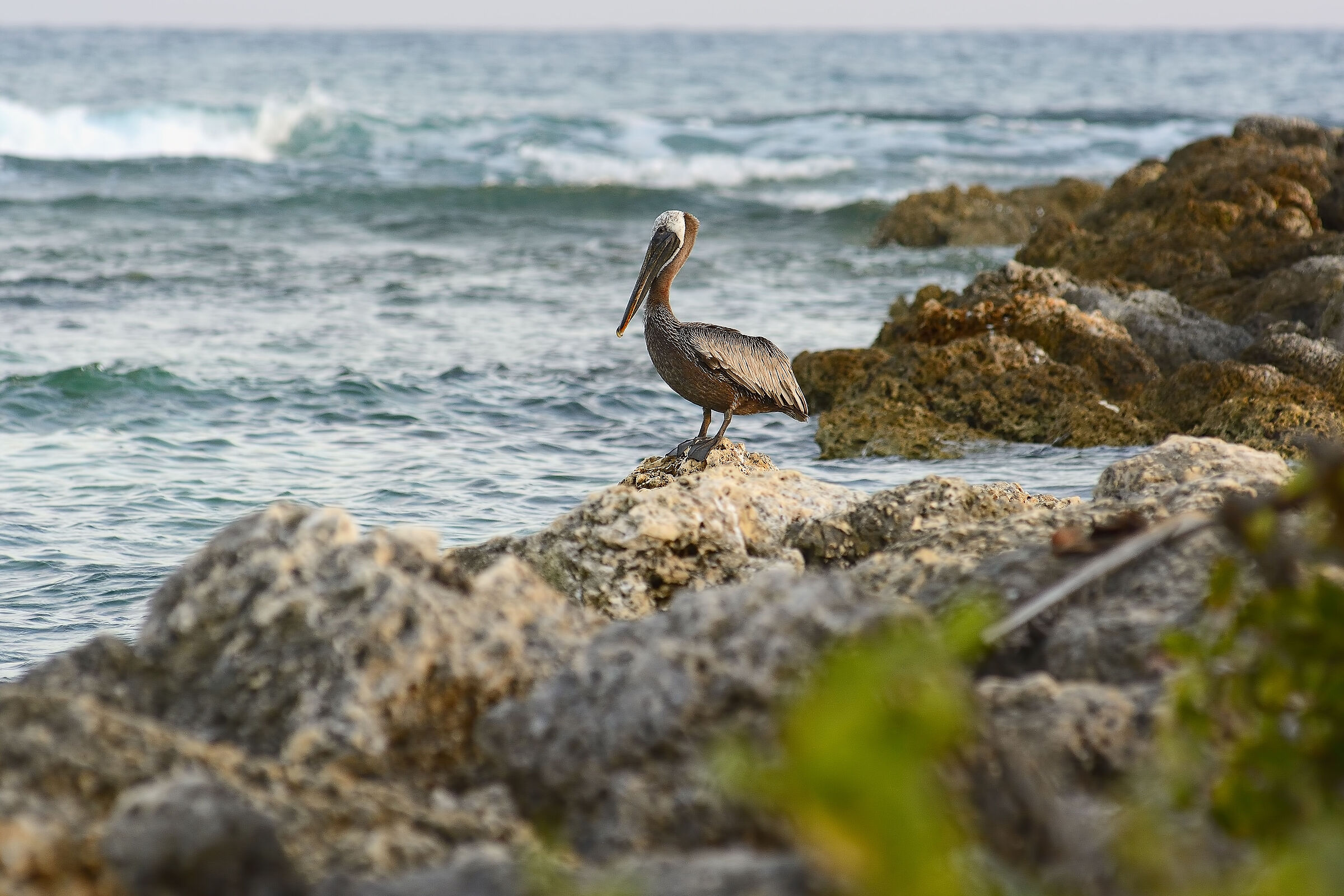Pelican - Martinique 20230322