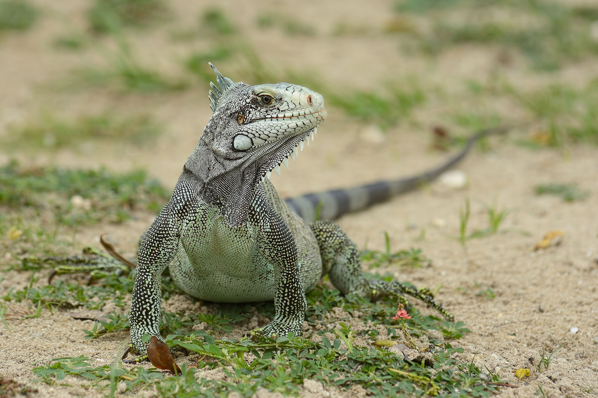 Green Iguana - Guadeloupe 20230324