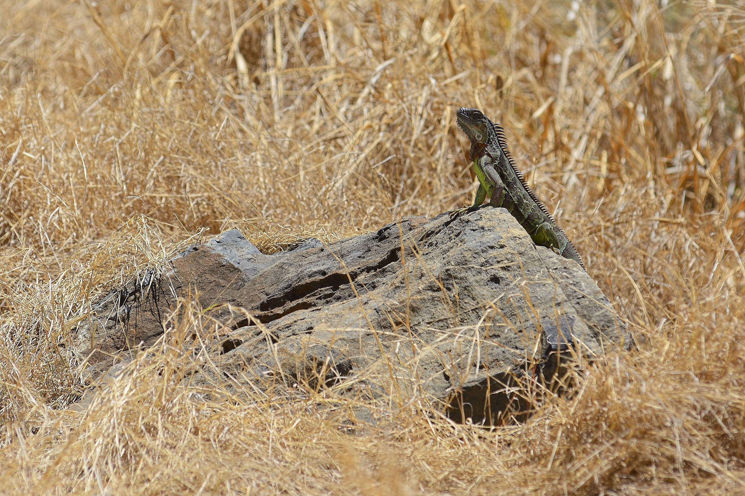 Iguana - Saint Martin 20230326