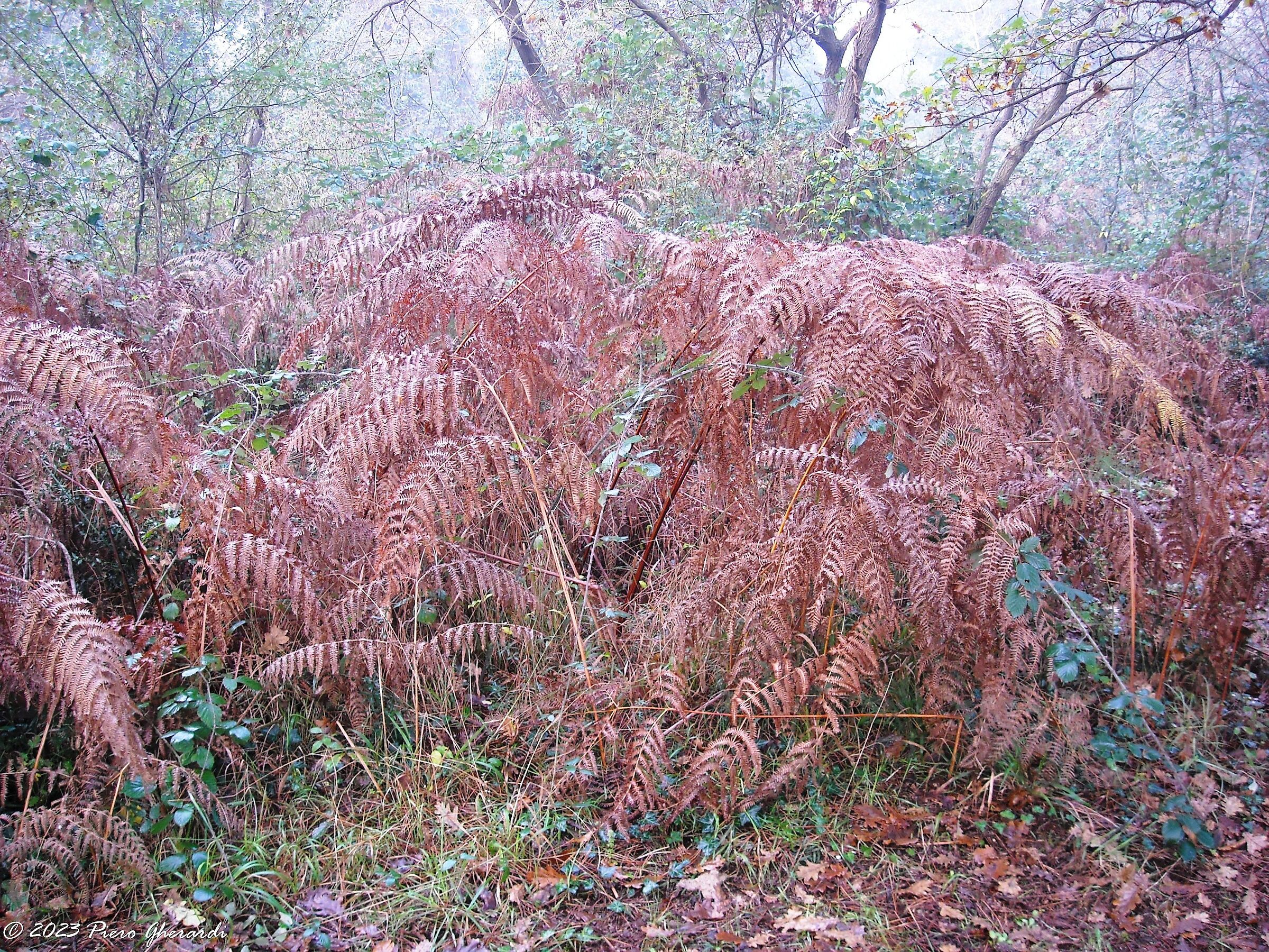 Pineta