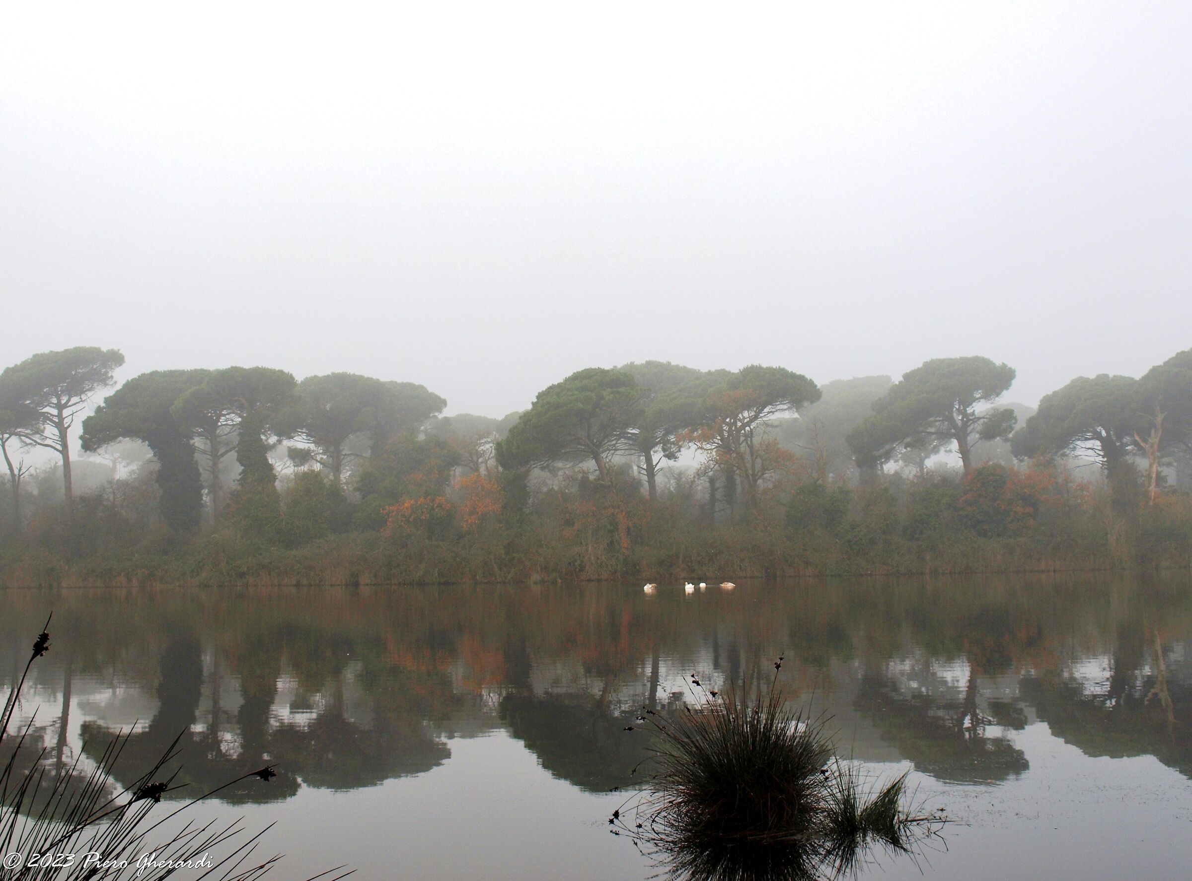 Pineta