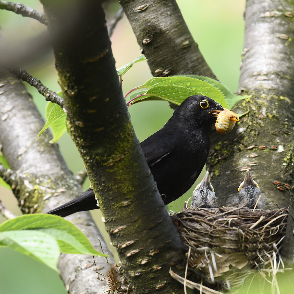 Generous dad with giant morsels