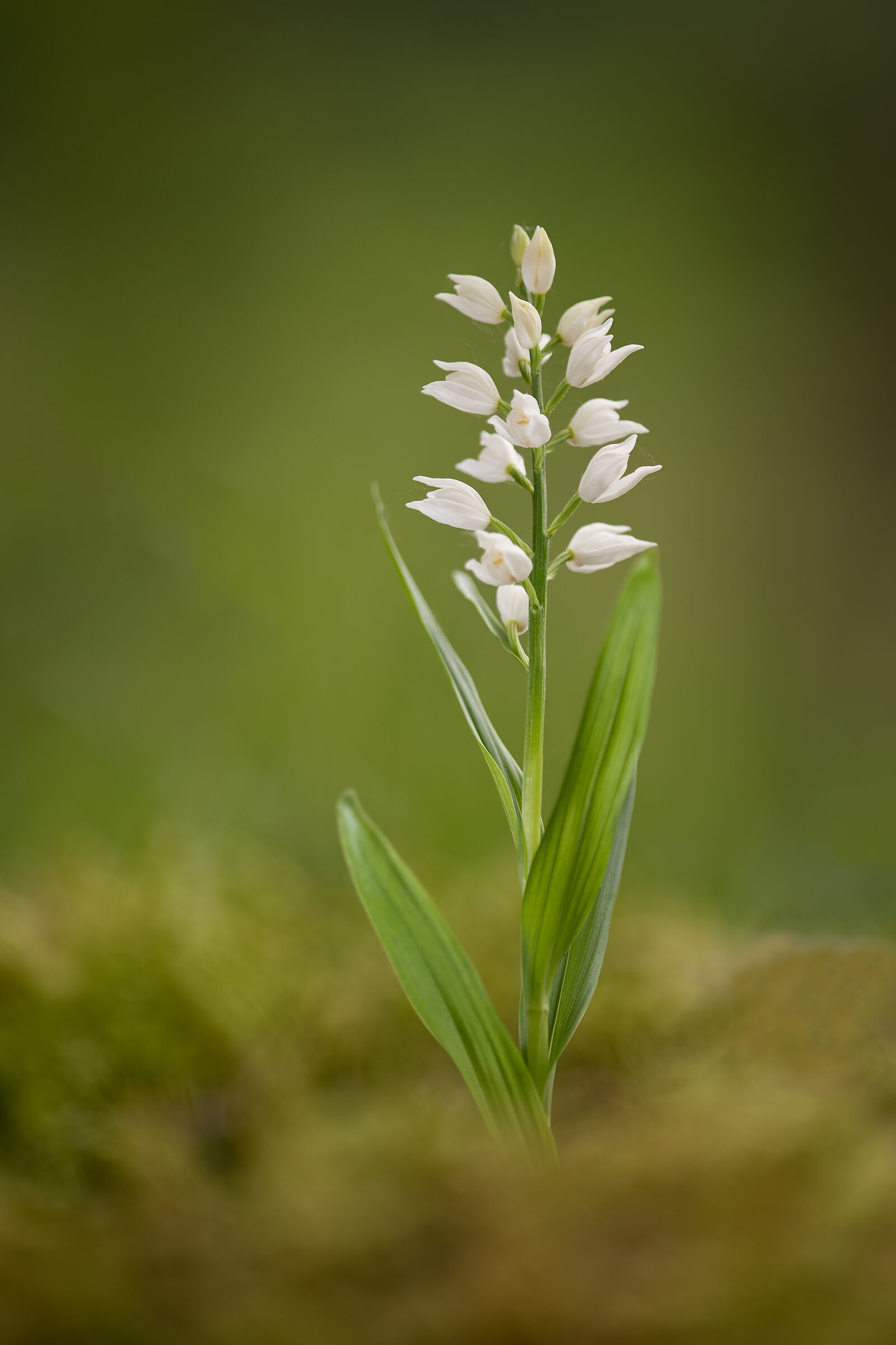 Cephalanthera longifolia