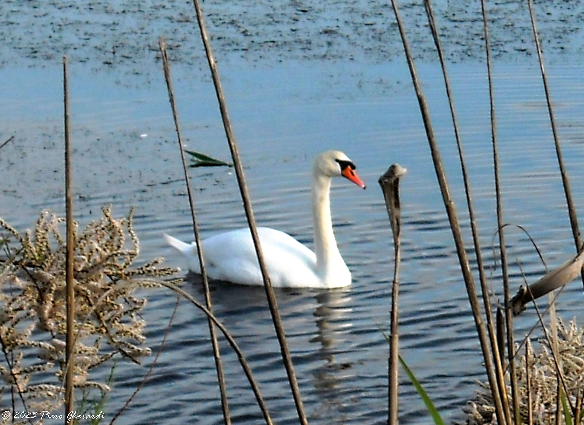 Uccelli