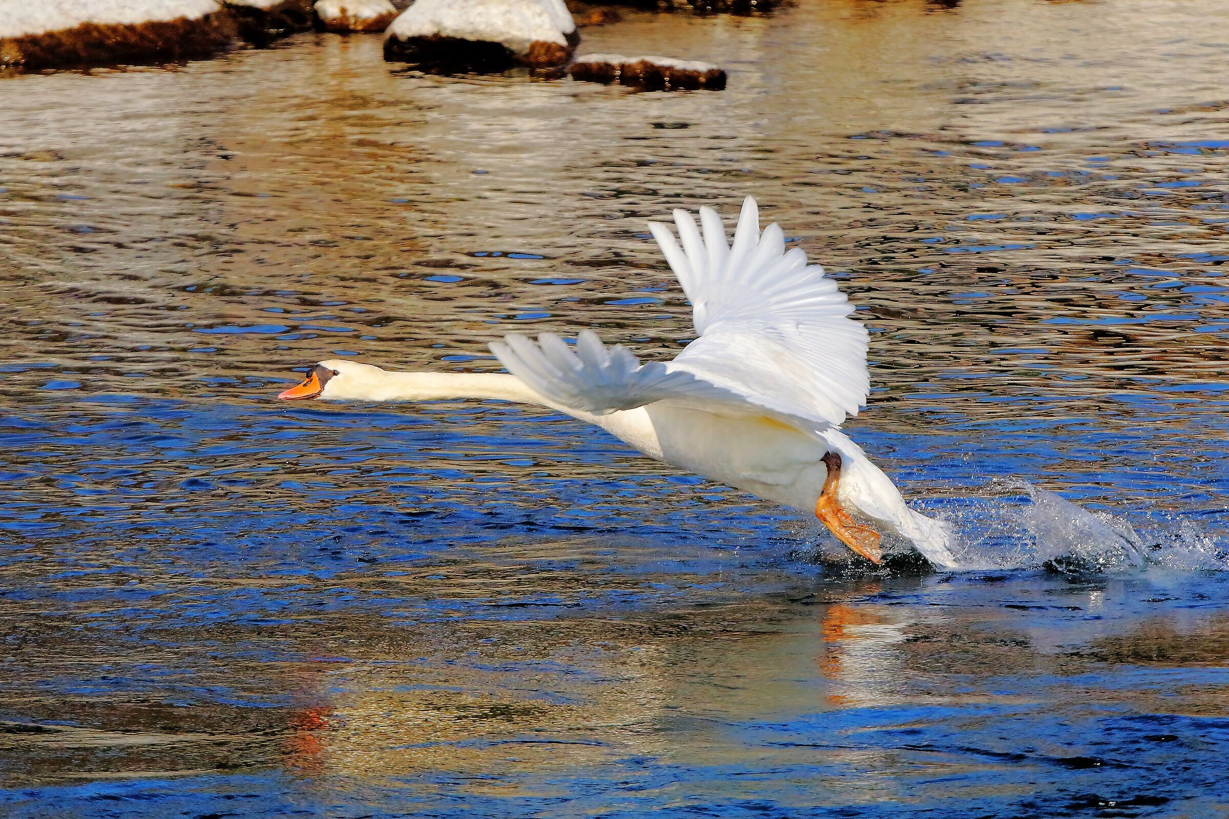 Cigno 13 febbraio 2023