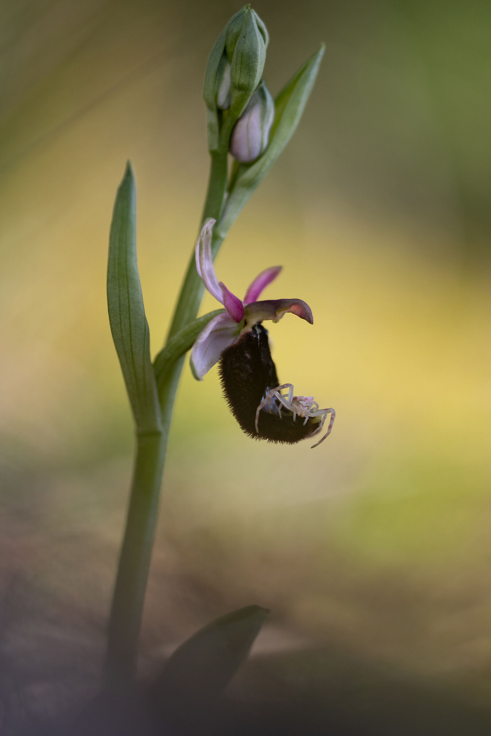 Ophrys Bertolonii