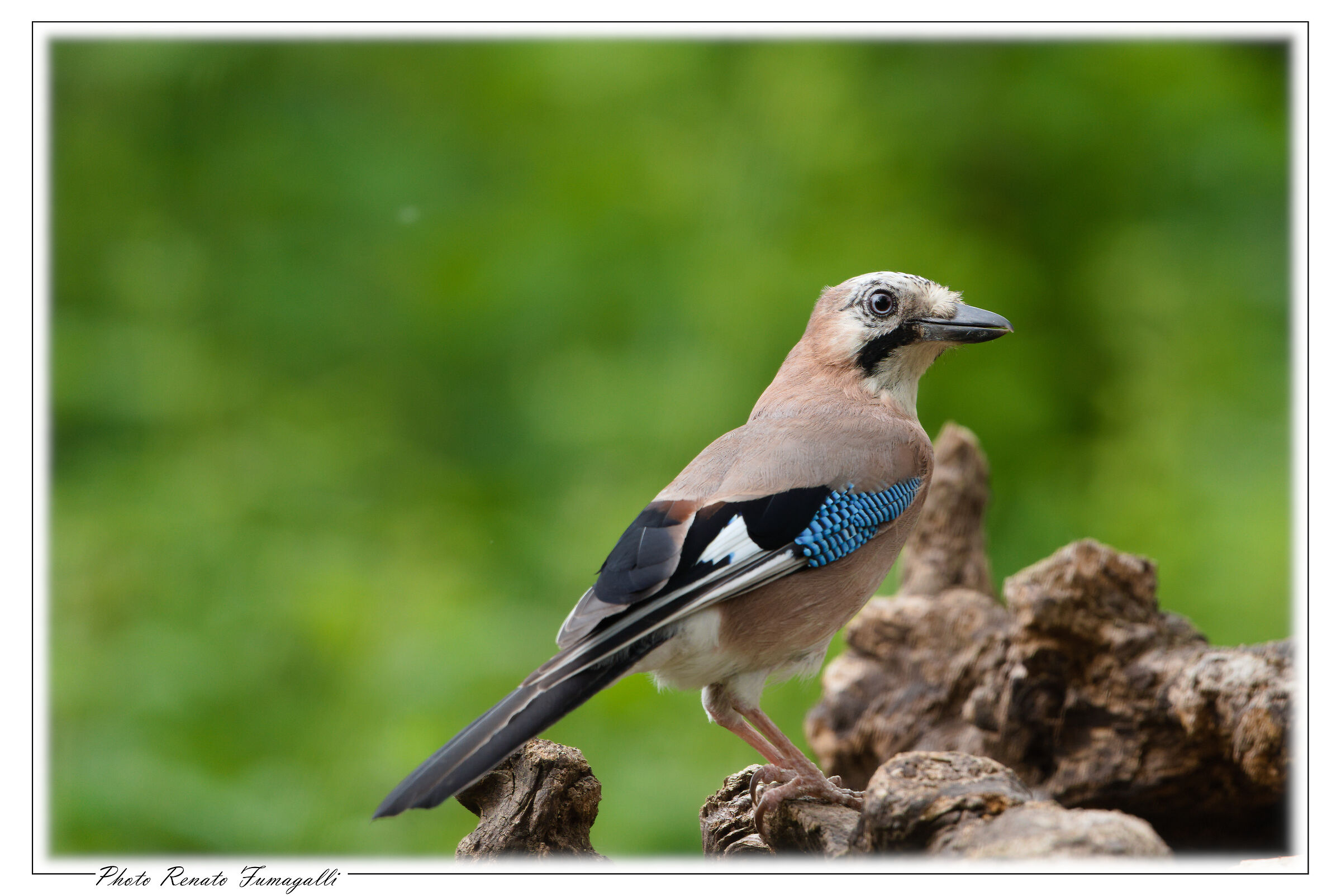 I have a weakness for blue eyes