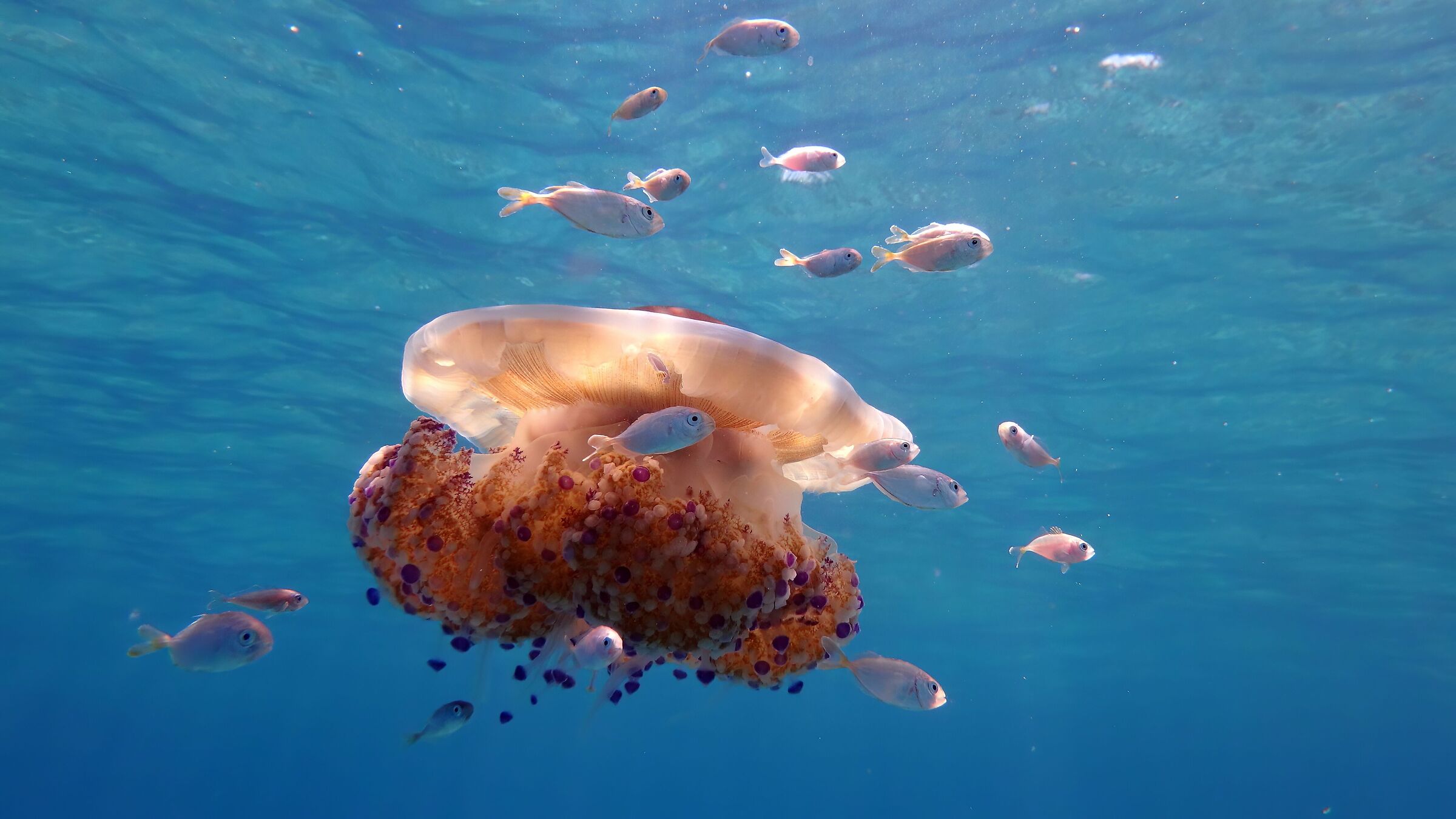 Cassiopea con ospiti