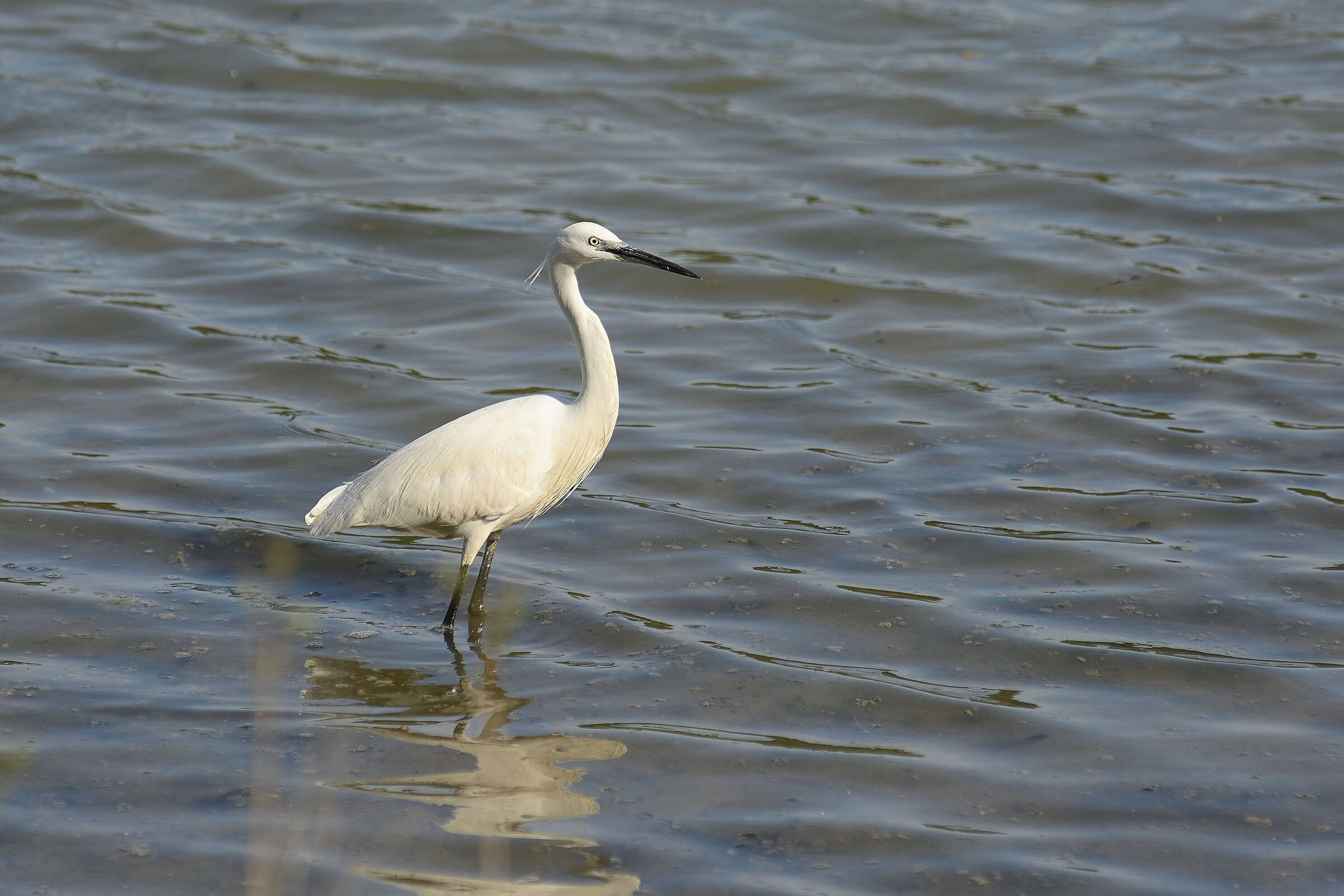 Egret - Nazzano/Farfa 20230423