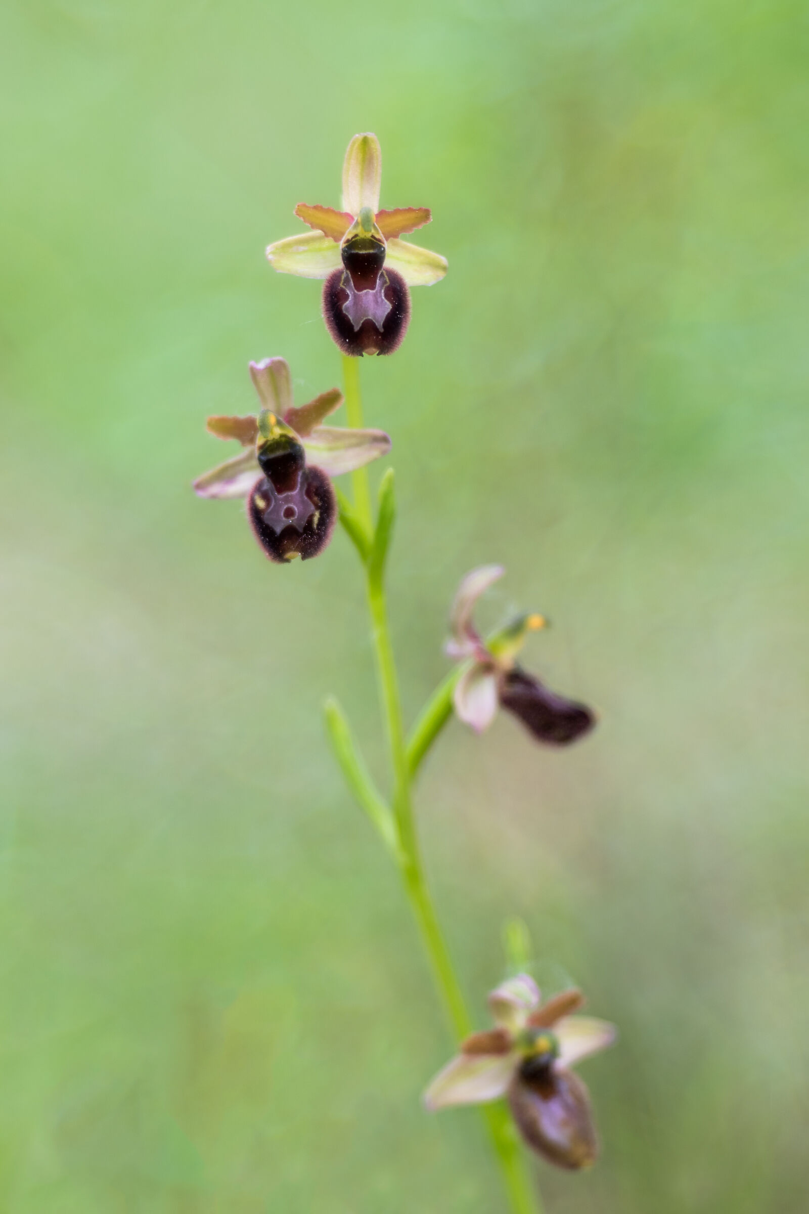 Ophrys x Ginevrae