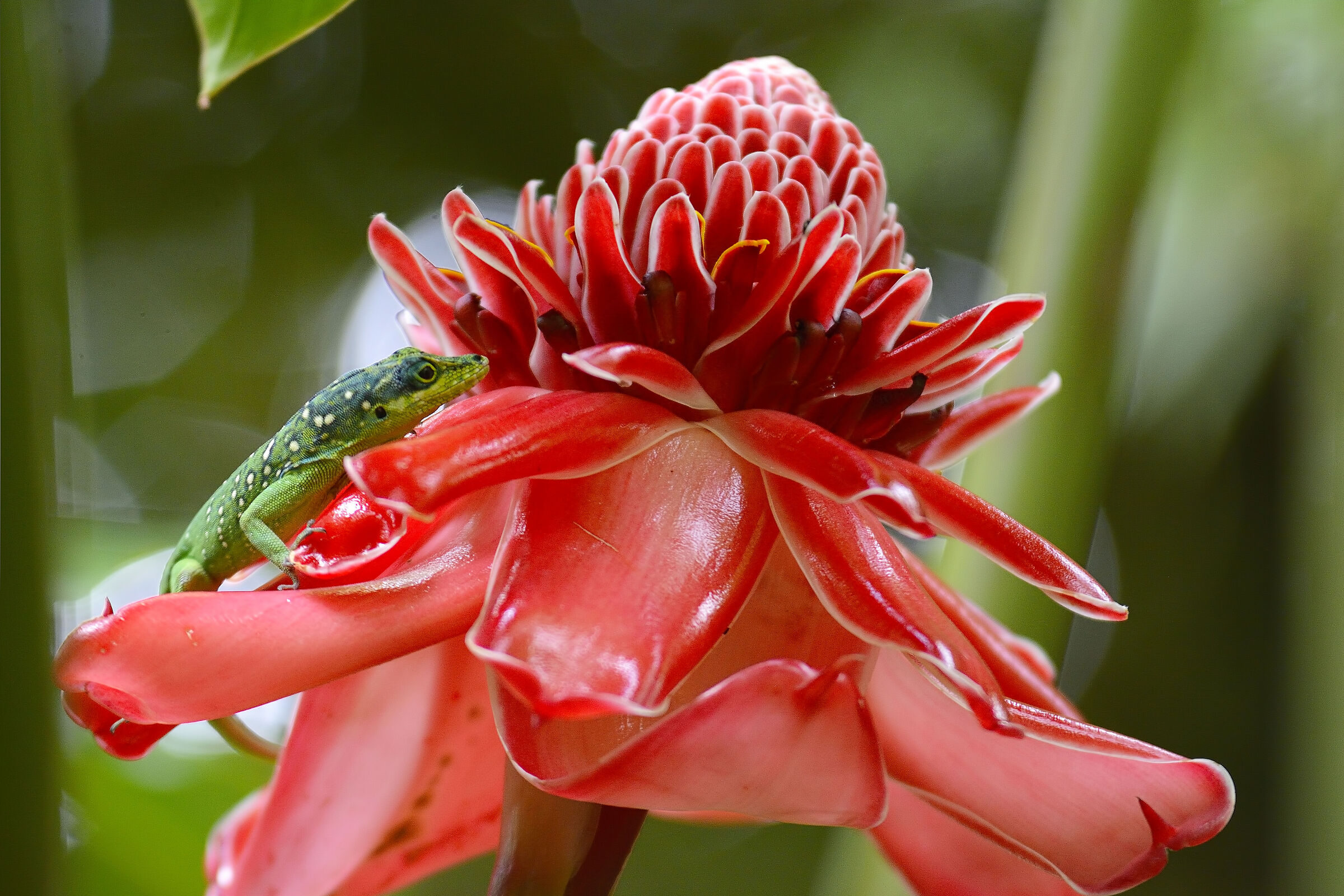 Porcelain Rose - Martinique 20230319