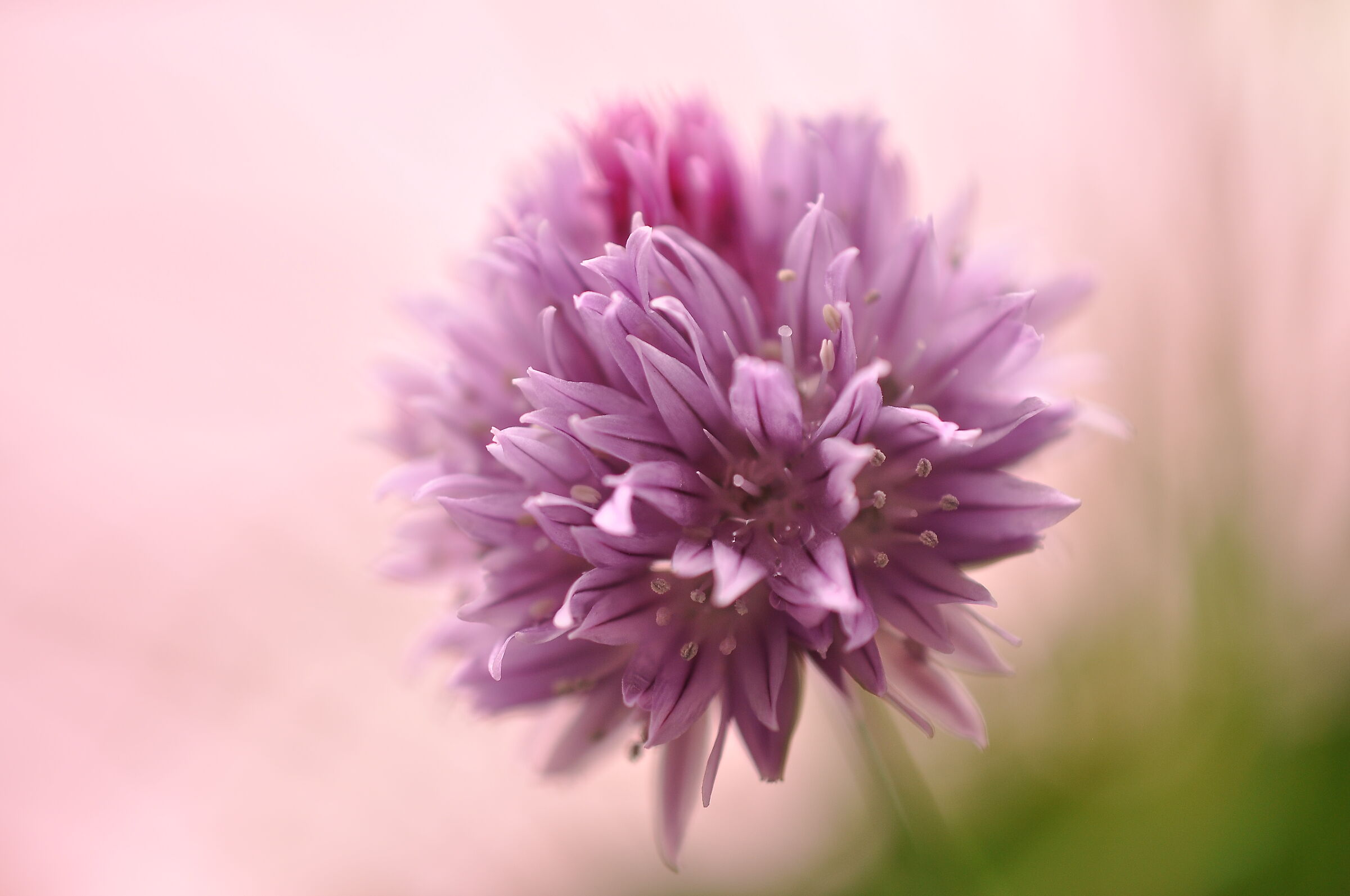 A flower in the garden