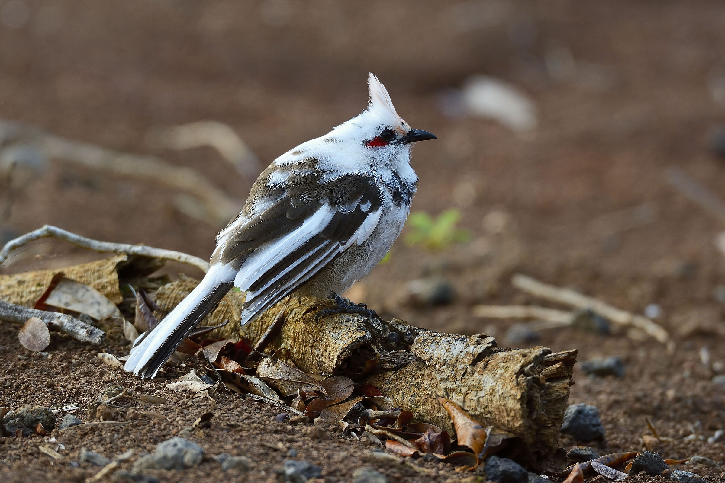 Bulbul - Mauritius 20220615