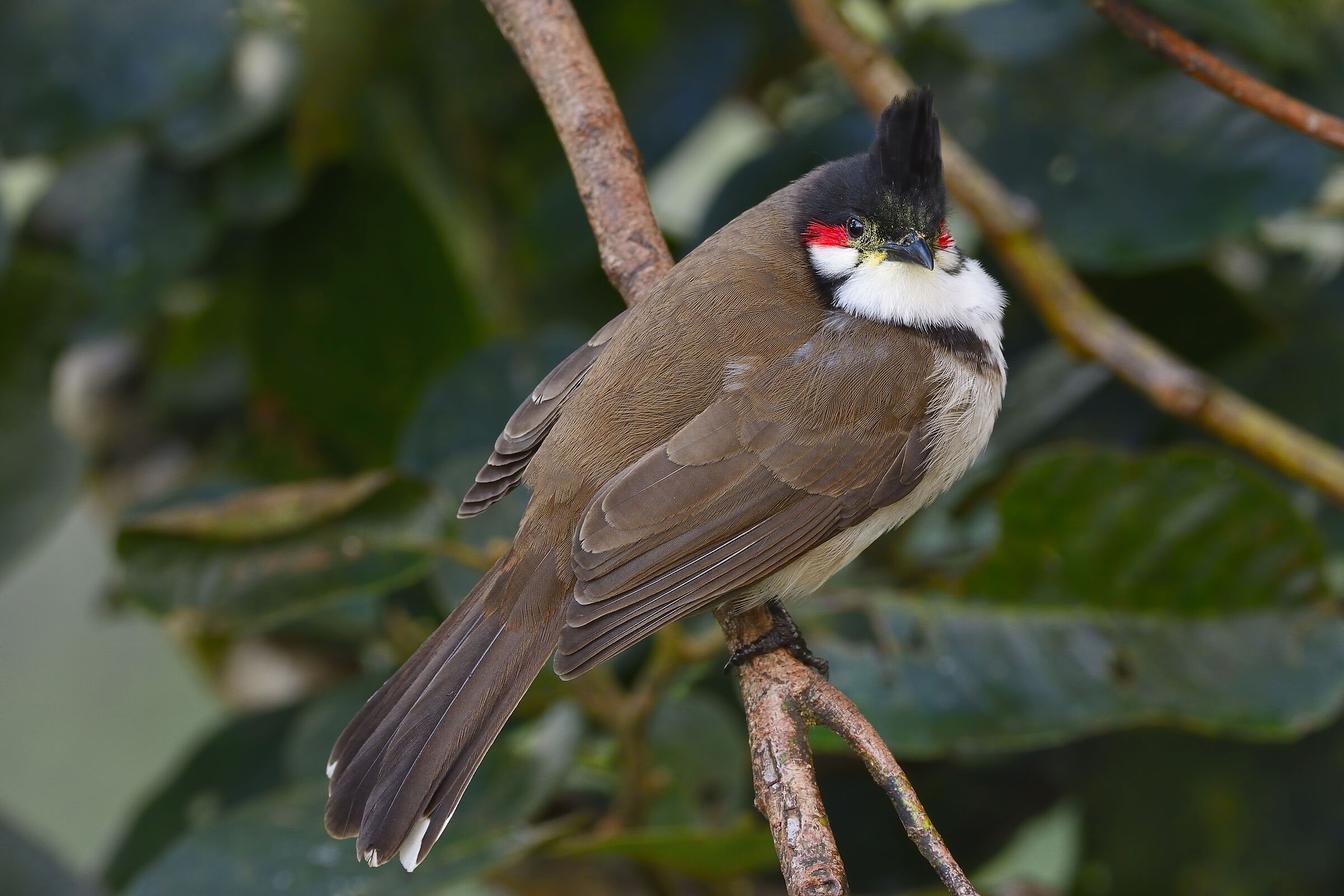 Bulbul - Mauritius 20220622