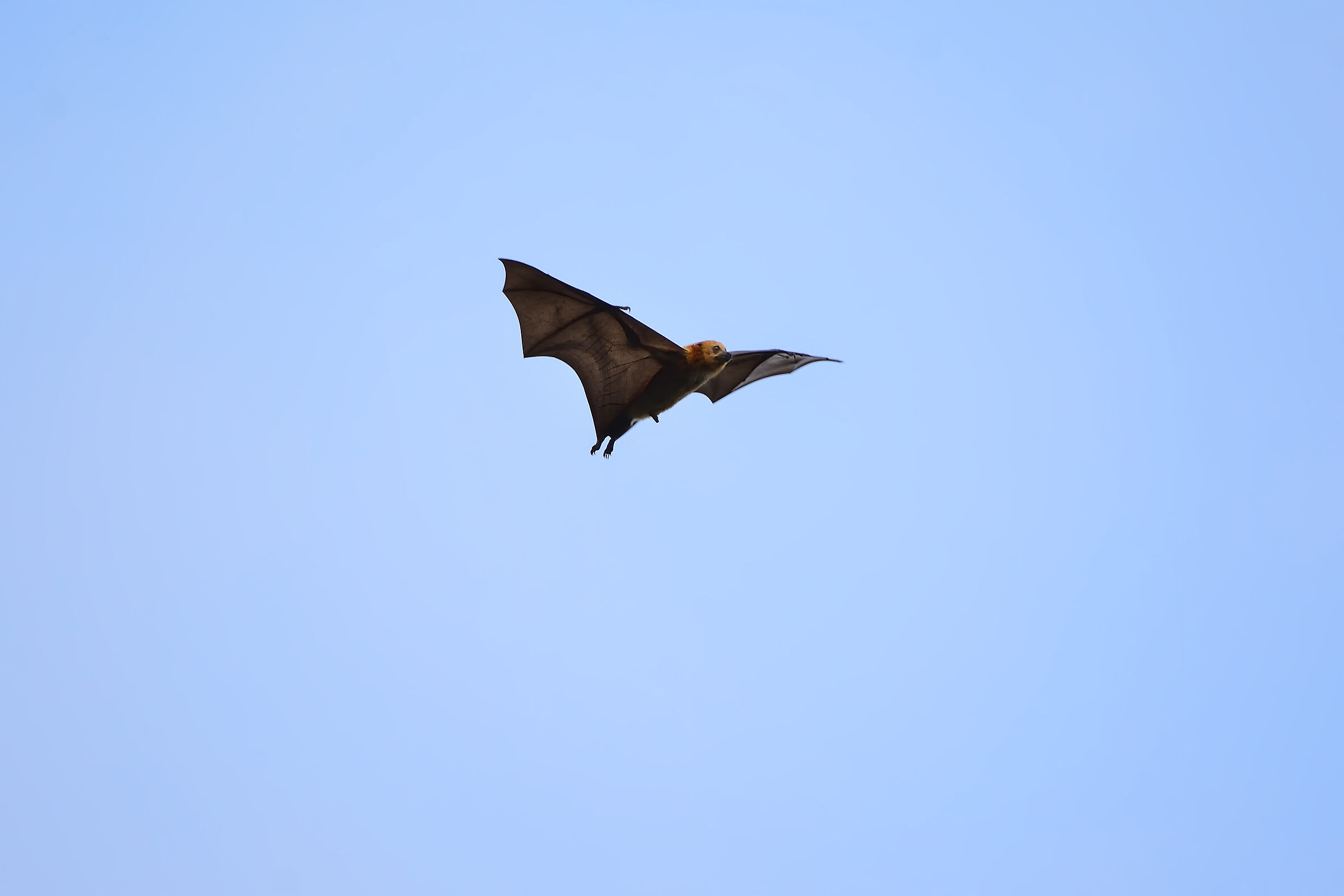 Pipistello gigante - Mauritius 20220615