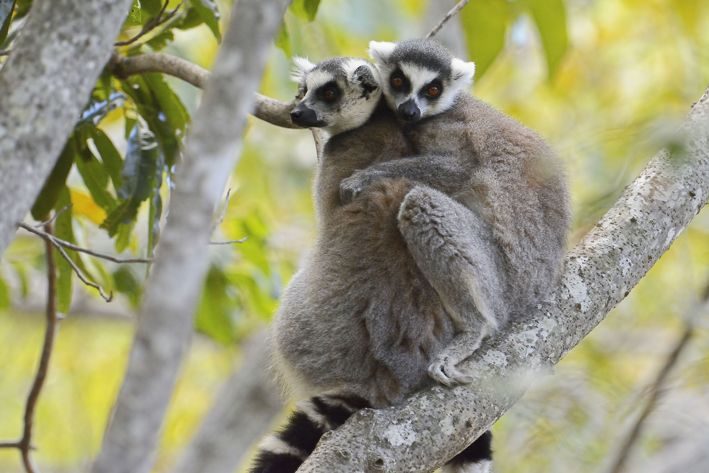 Lemuri dalla coda ad anelli - Madagascar 20220609