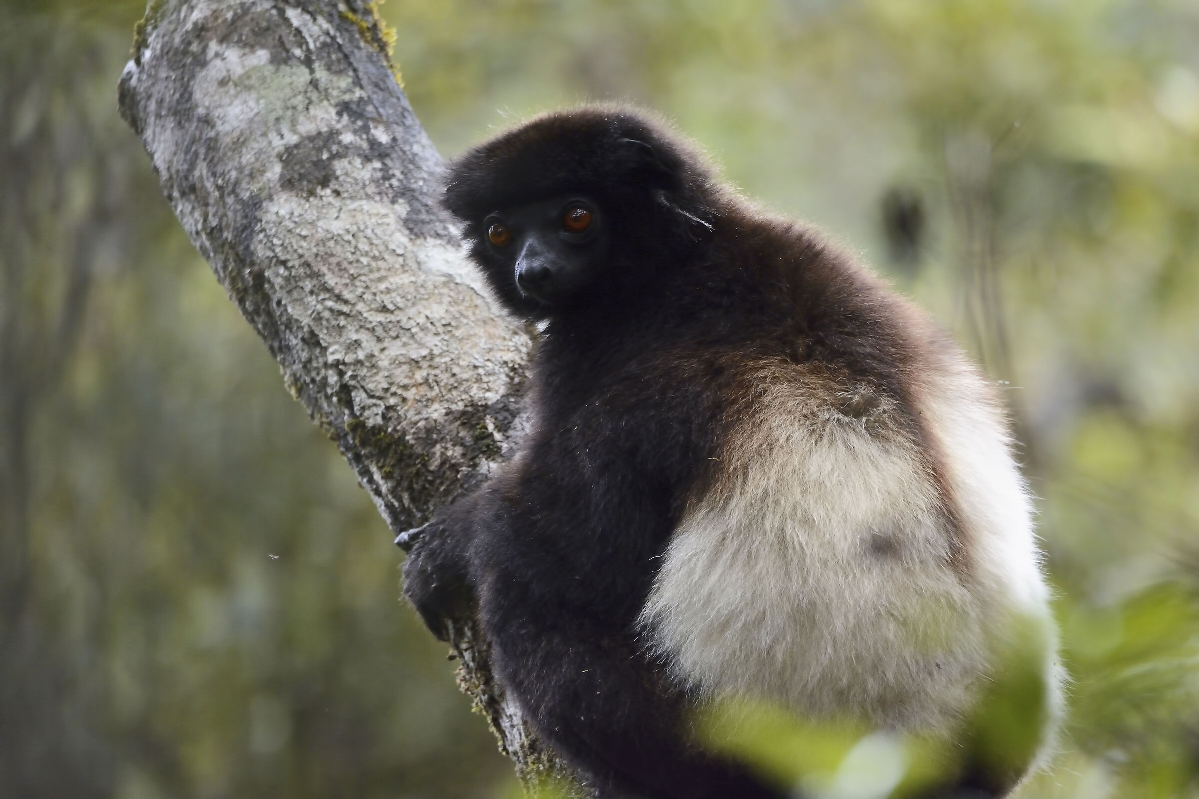 Lemure Indri - Madagascar 20220607