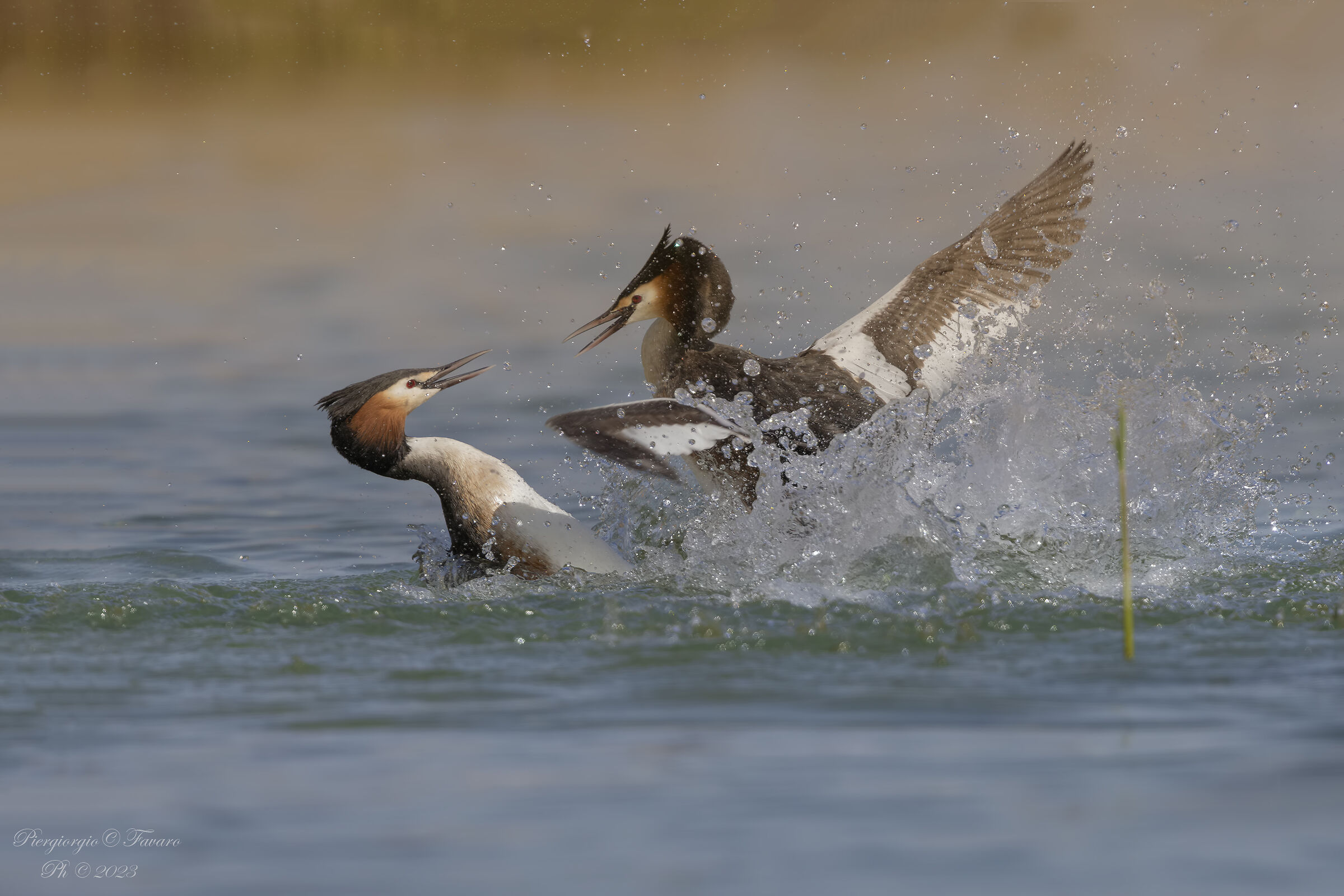 Grebes