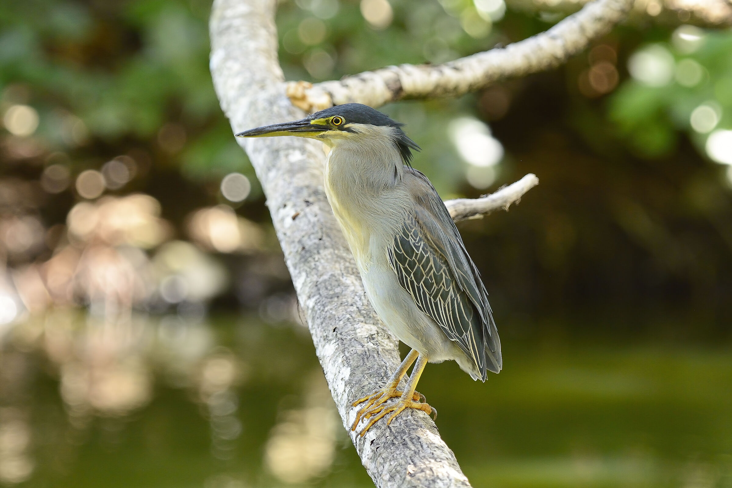 Airone Verde - Mauritius 20220619