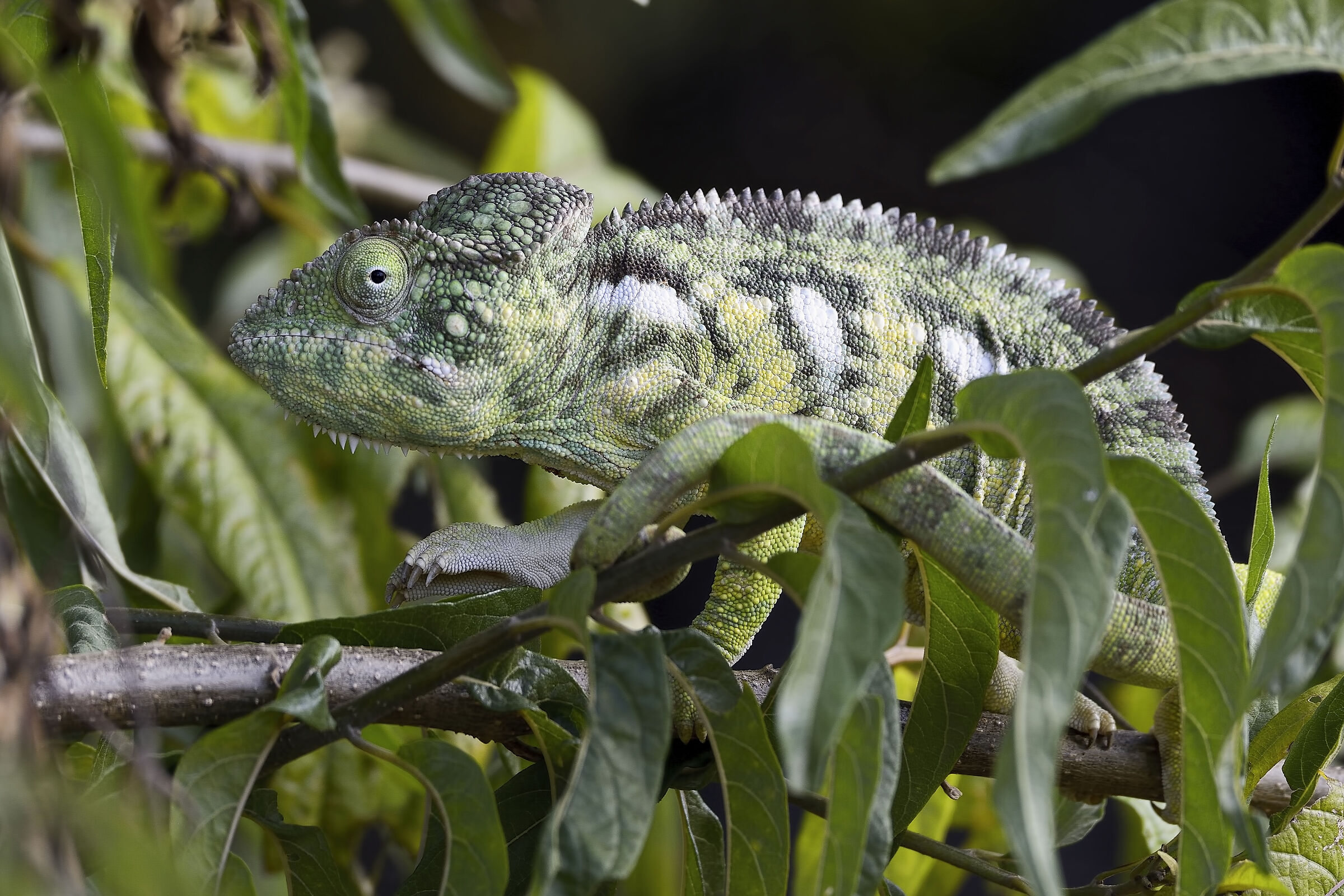 Camaleonte - Madagascar 20220609