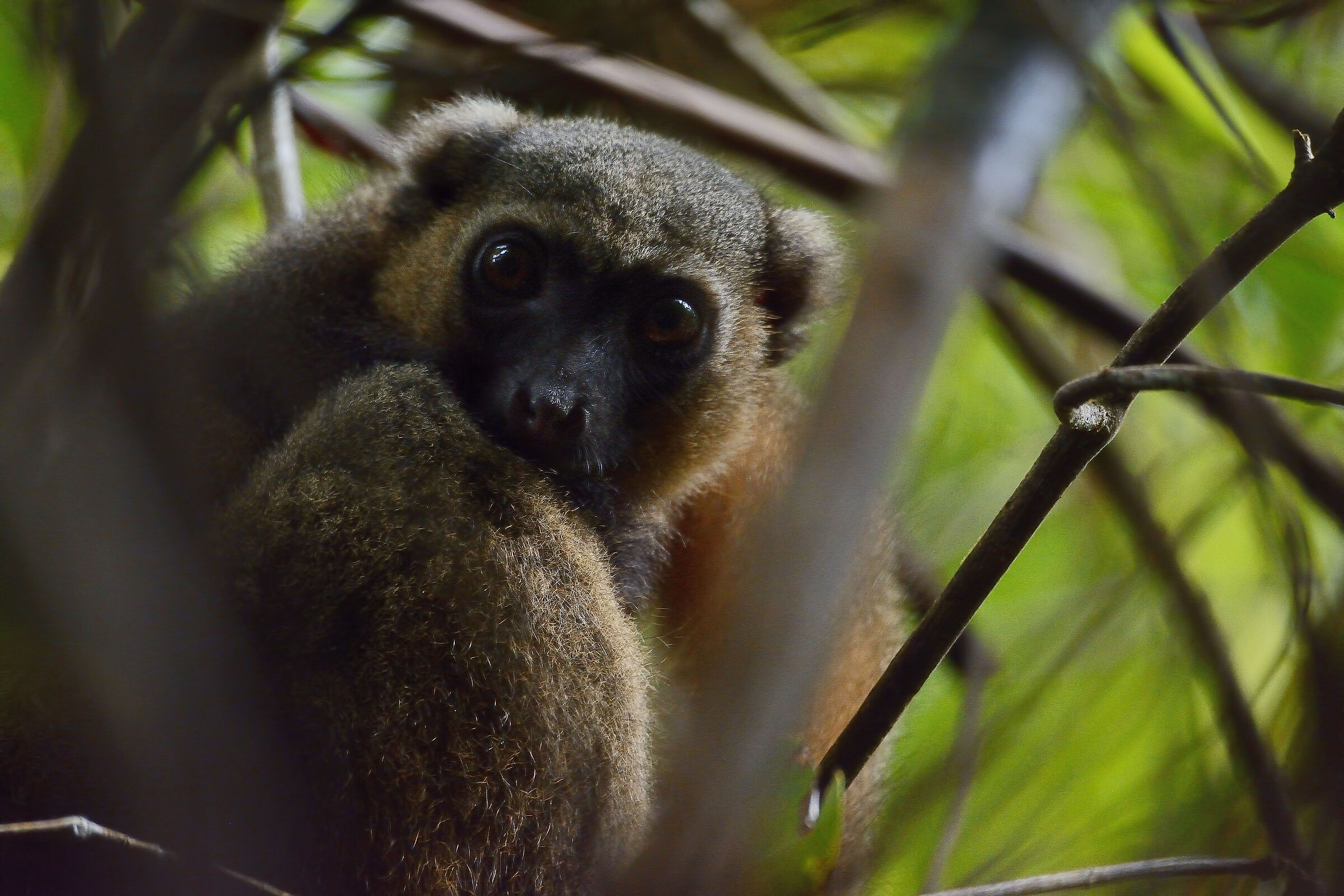 Lemure rosso - Madagascar 20220607