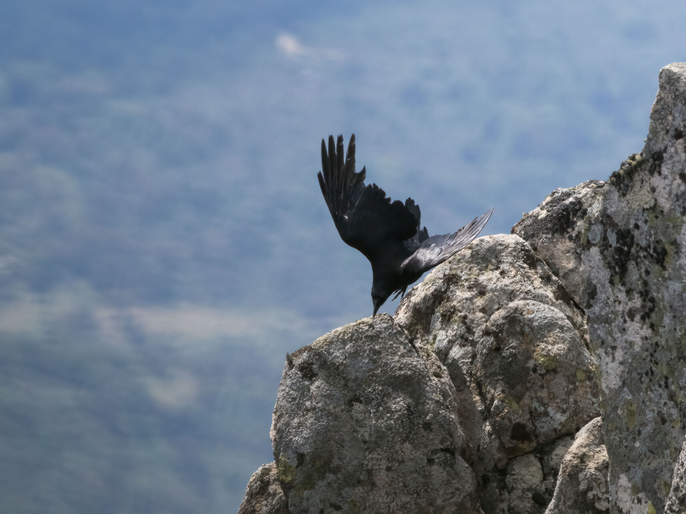 Raven