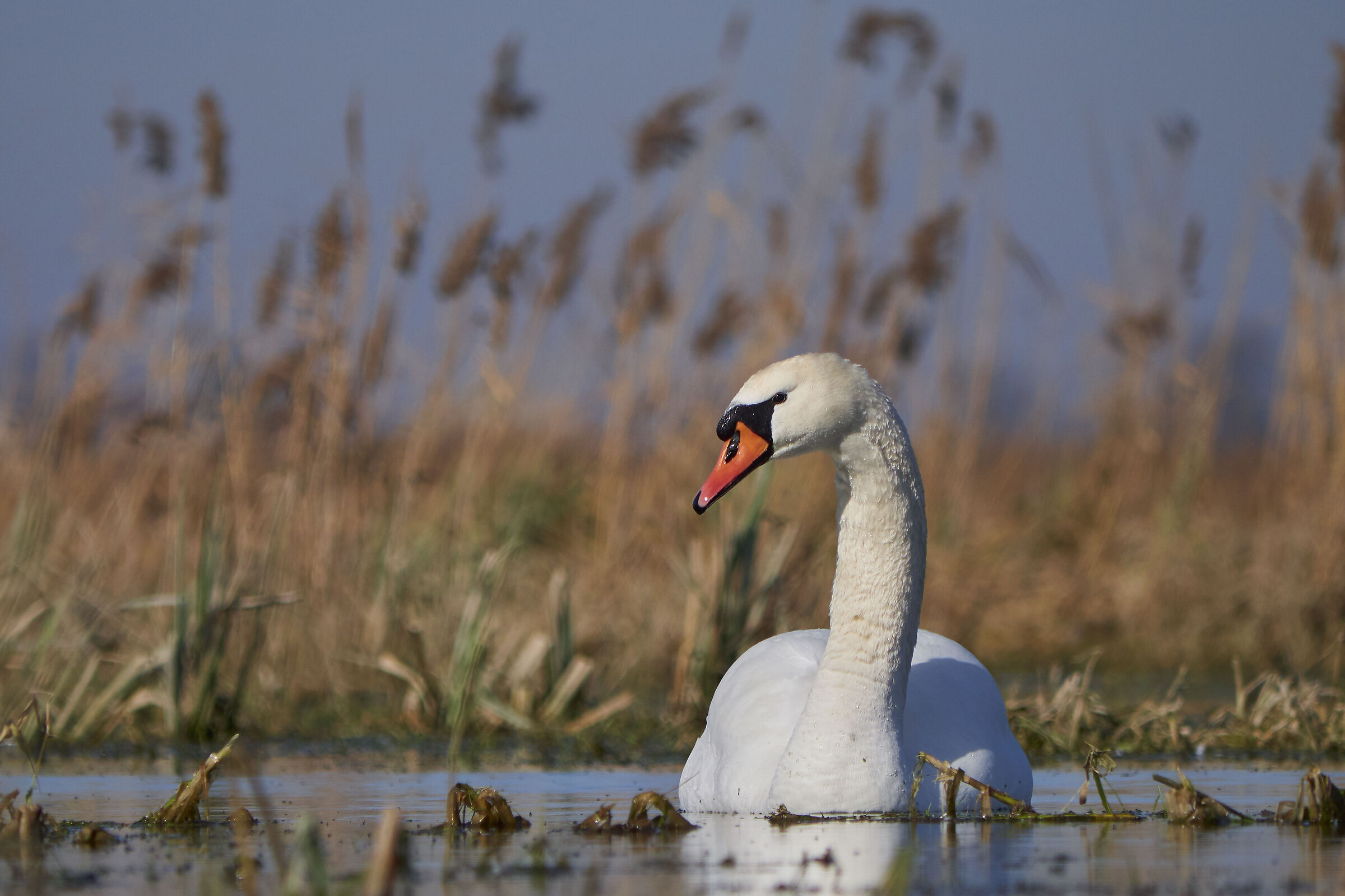 Mute Awans ( Cygnus olor )
