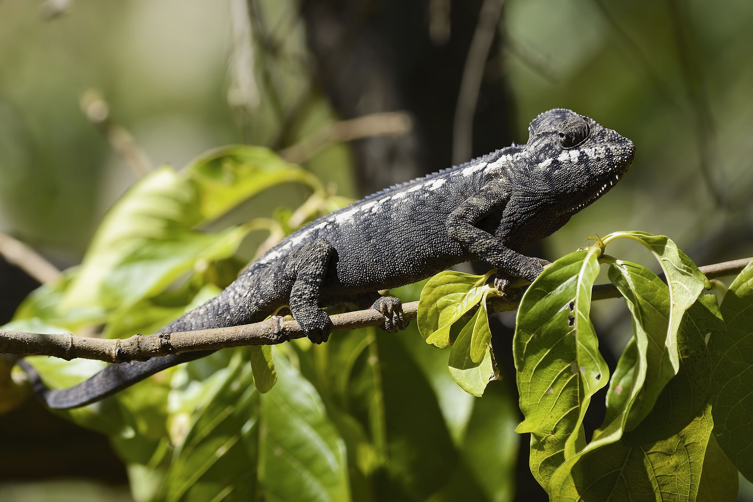 Camaleonte nero - Madagascar 20220608