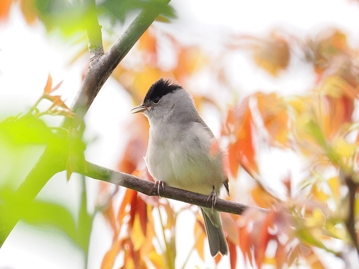 Tra i " coriandoli "