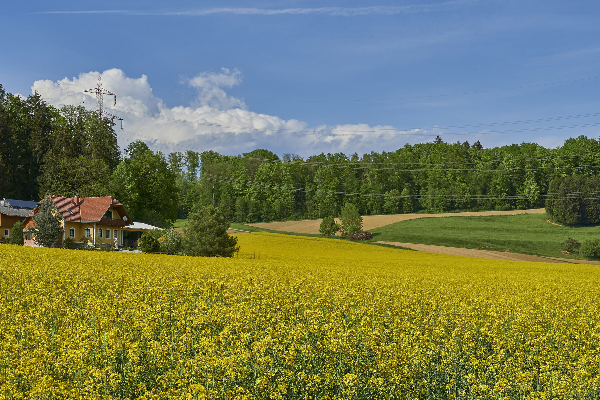 Prato in fiore