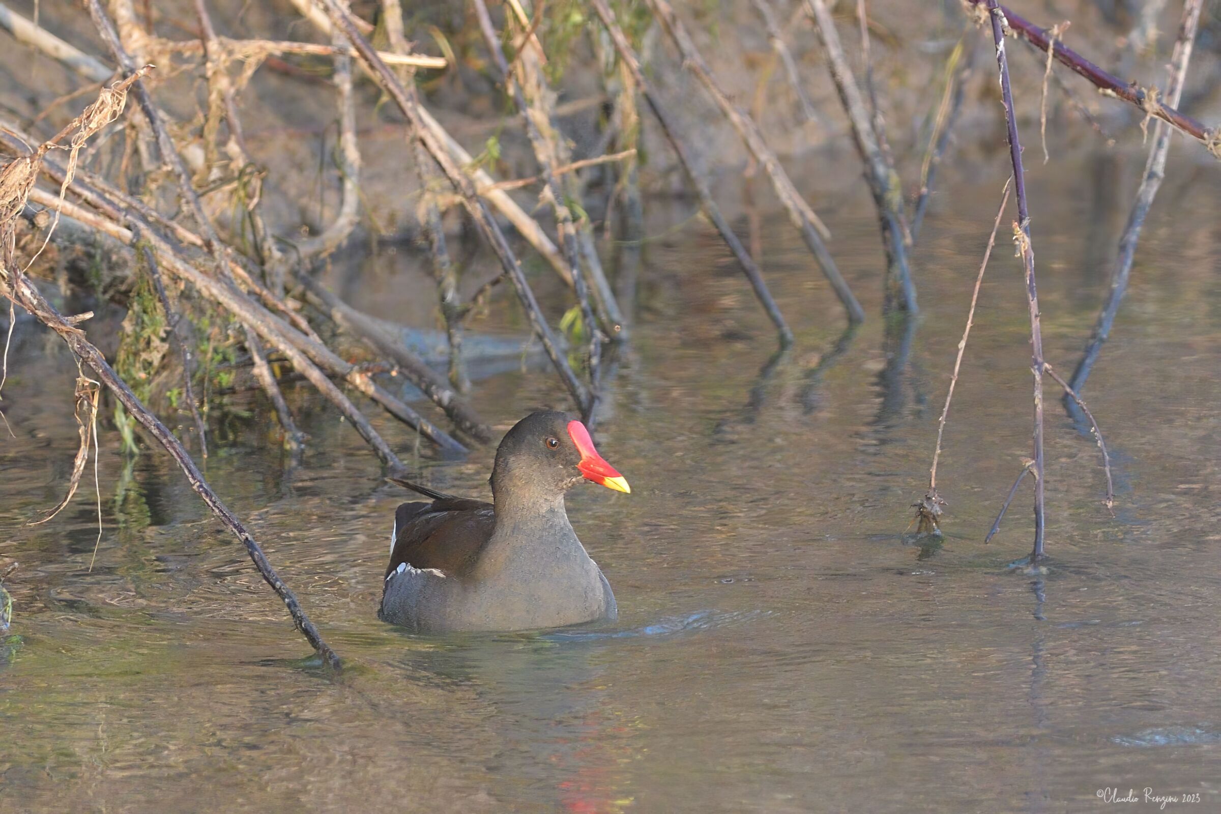 gallinella d'acqua