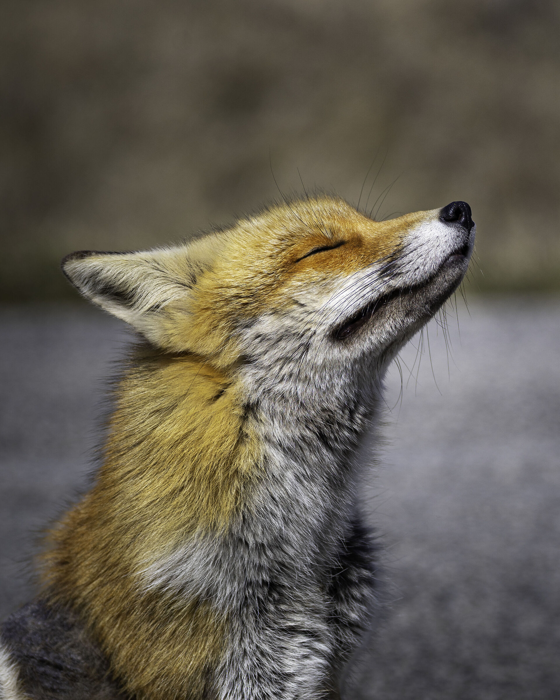 Fox in the sun