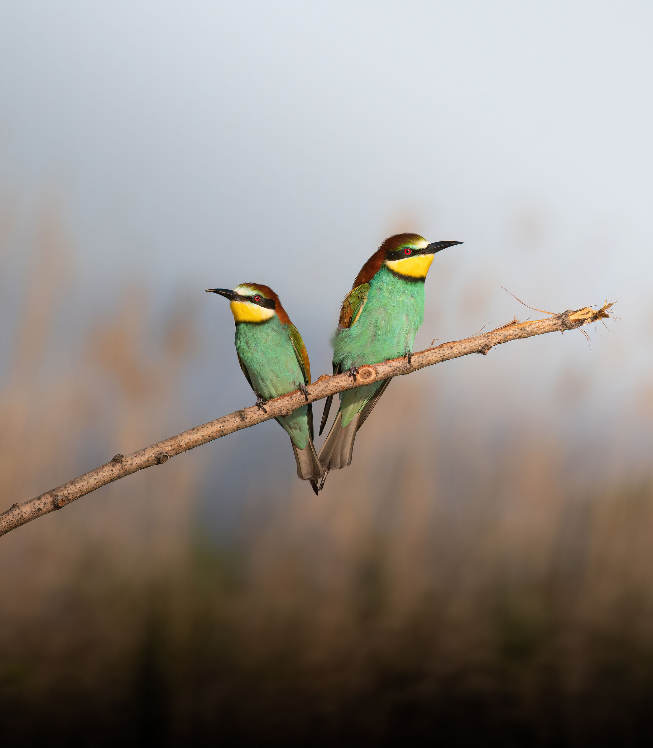 Perched bee-eaters