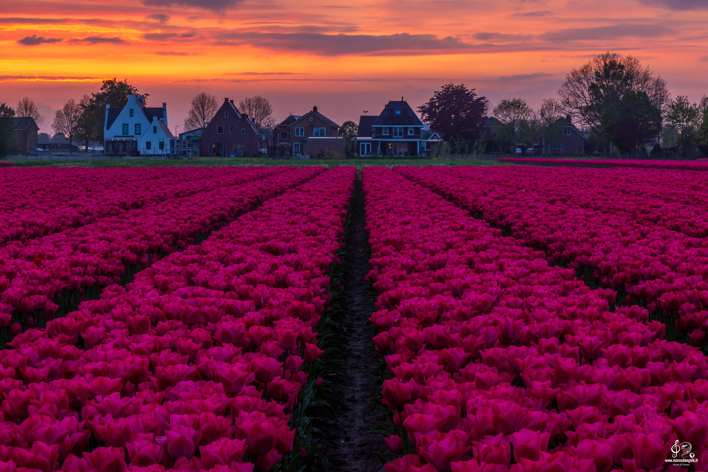 Tulip fields sunset