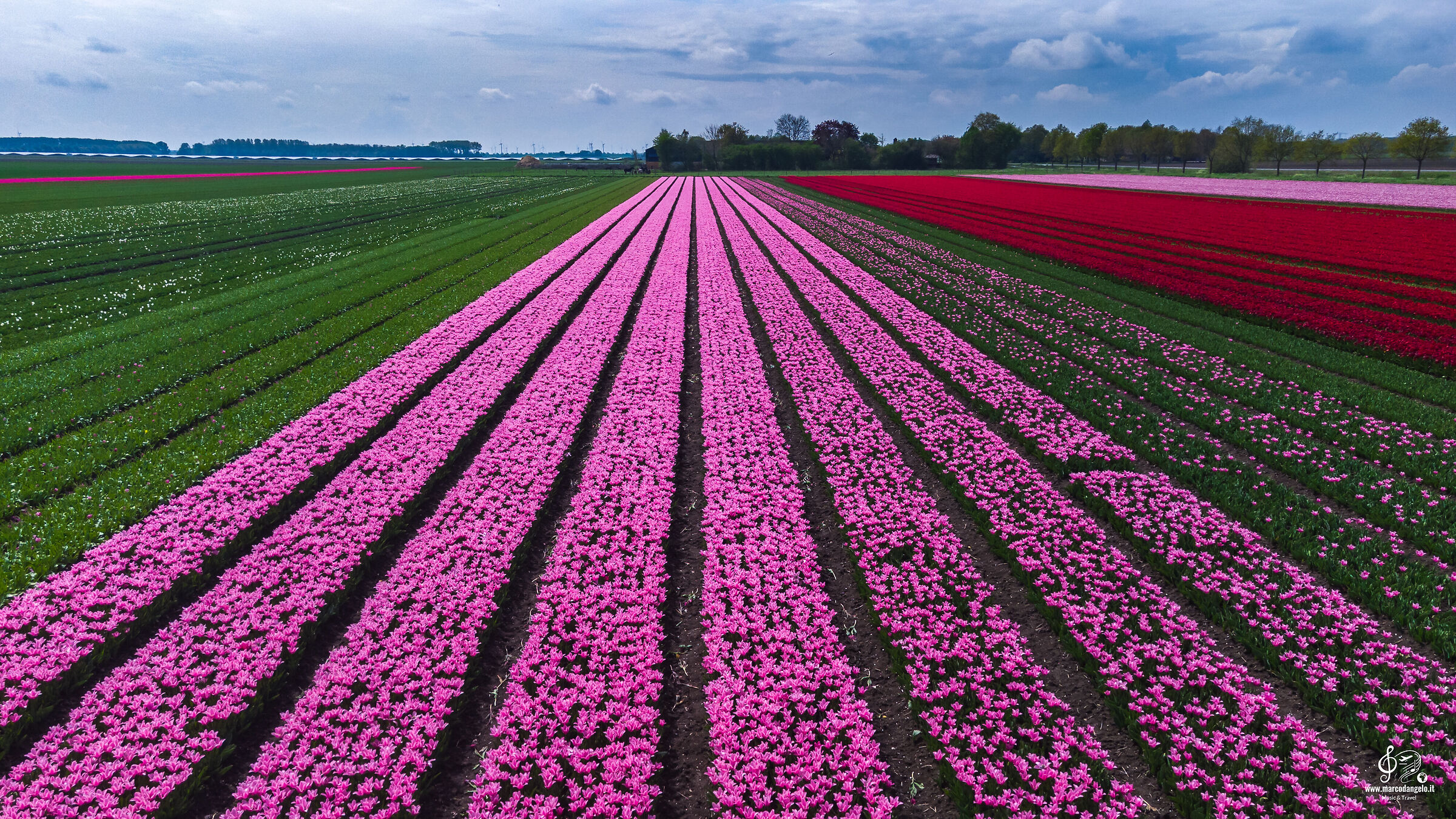 Tulips fields drone