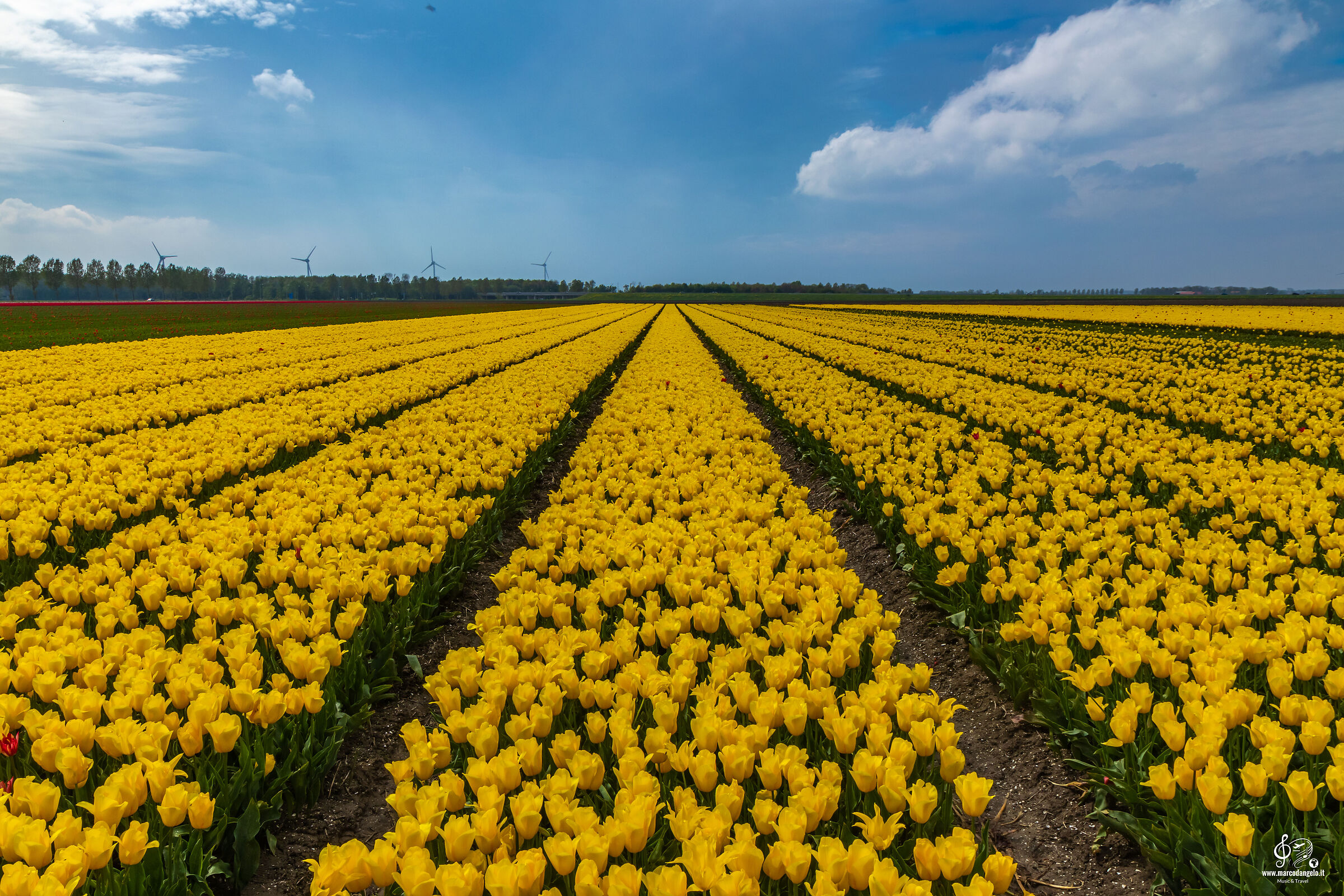 Yellow tulips fields
