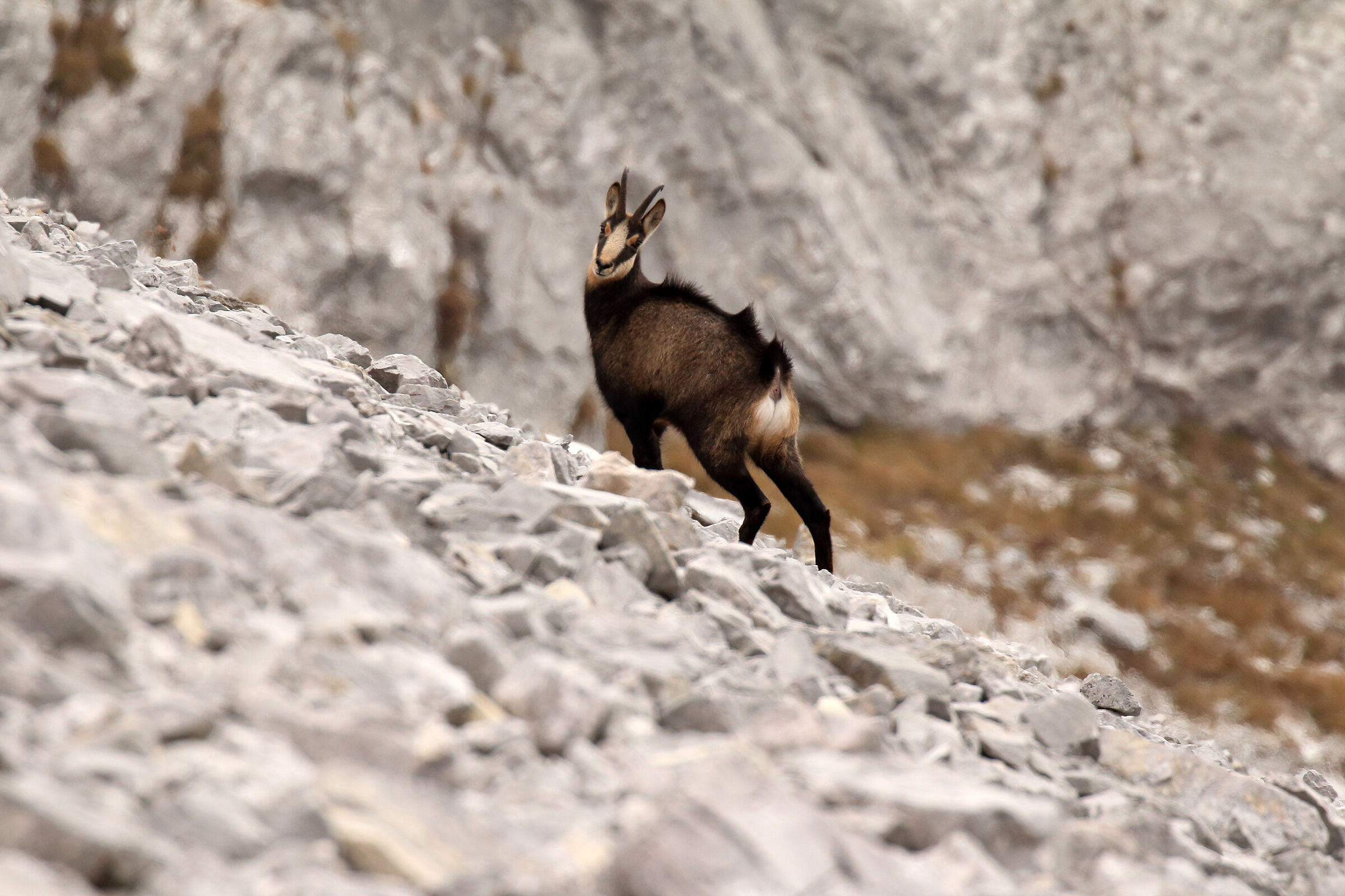 chamois on the scree