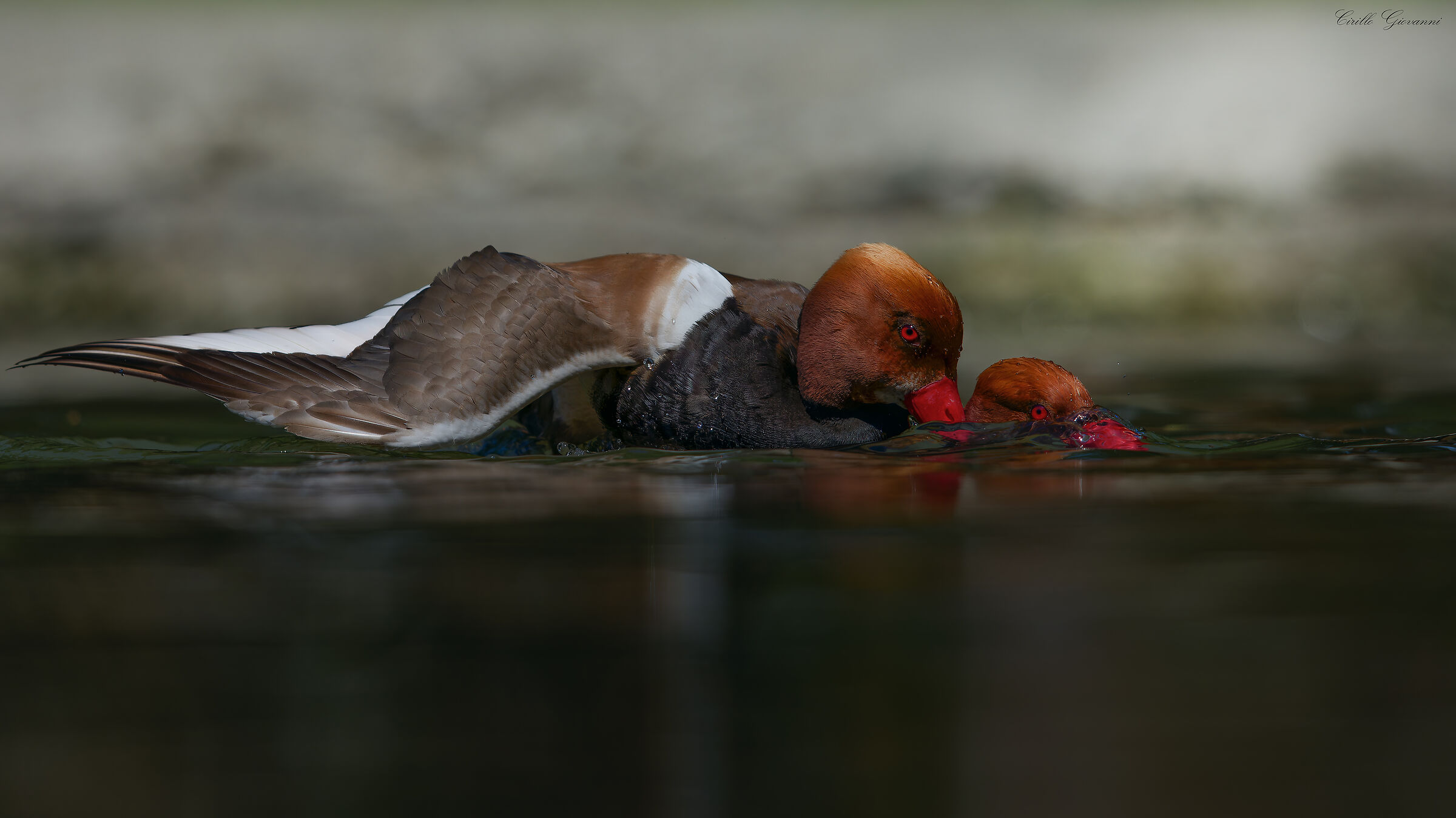 RED-CRESTED POCHARD