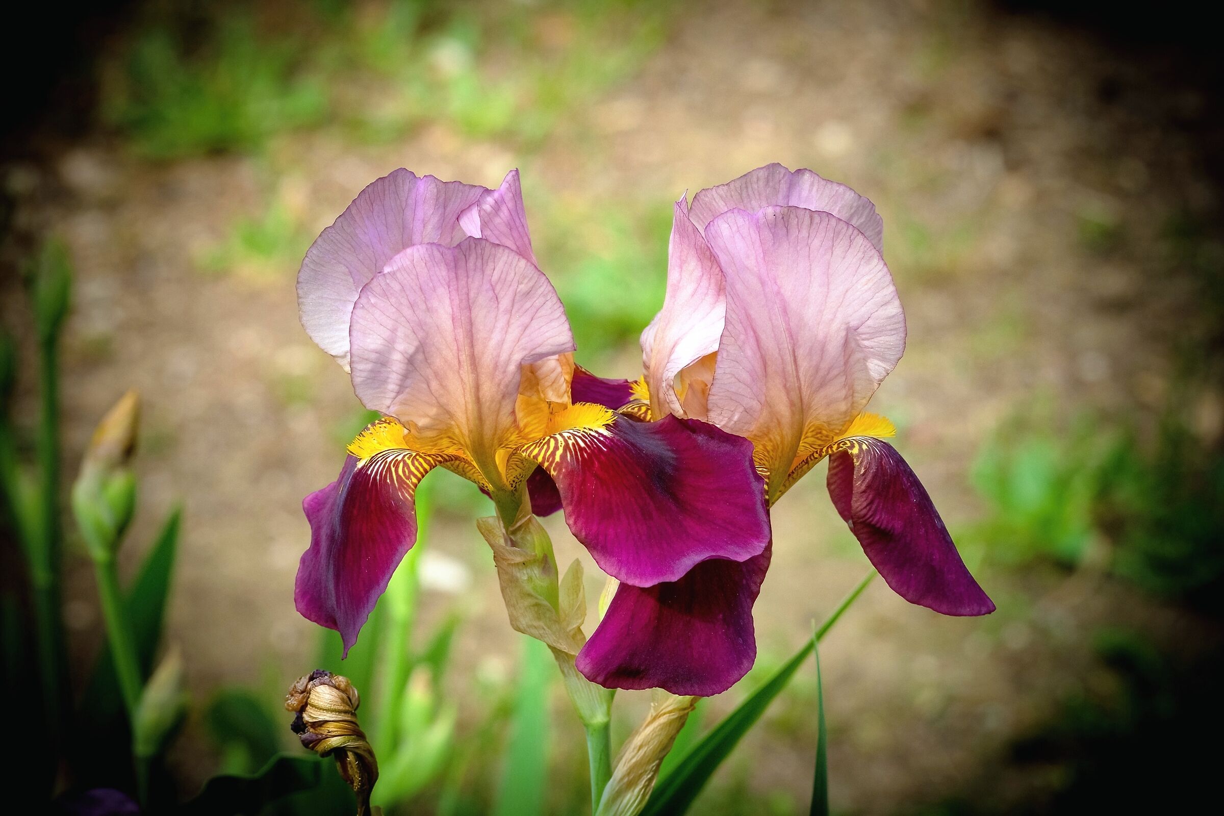 Iris