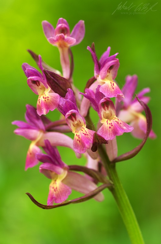Dactylorhiza sambucina