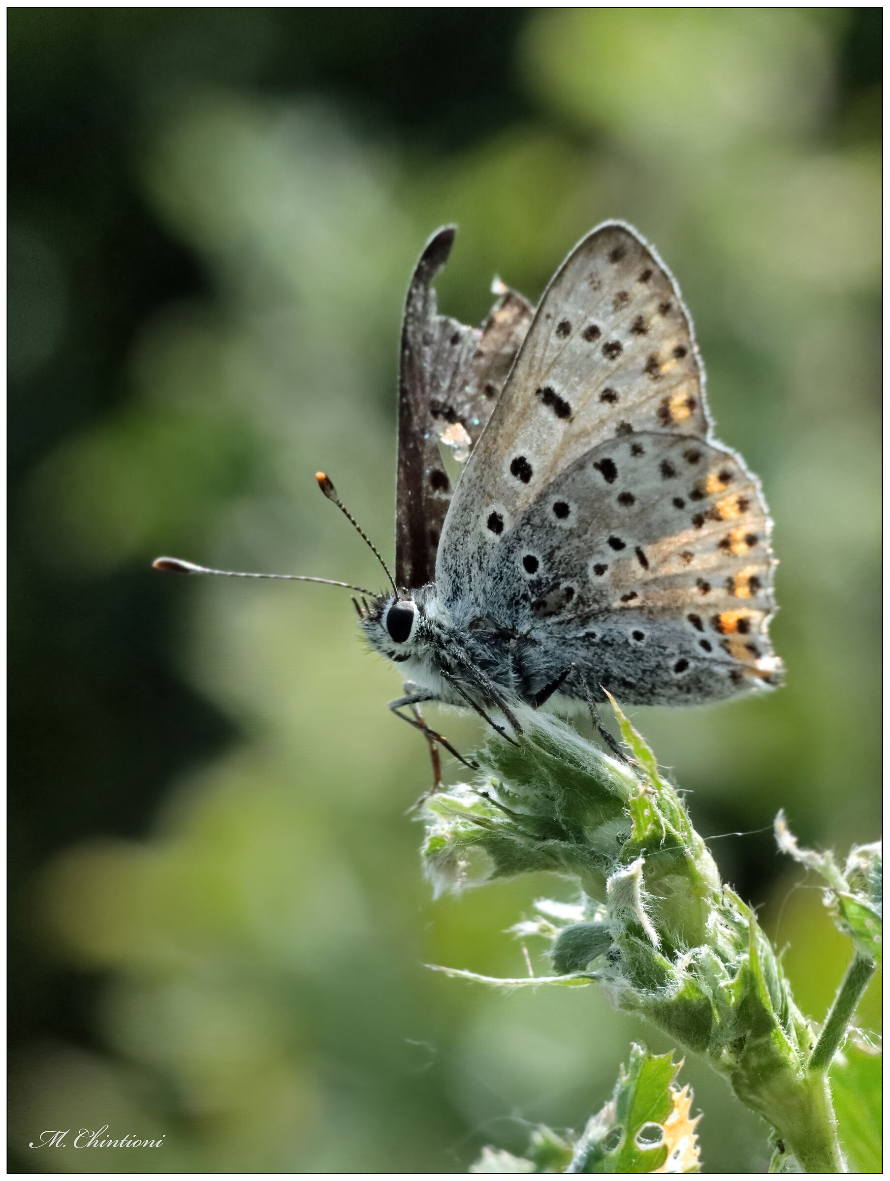 Lycaena Tityrus ???