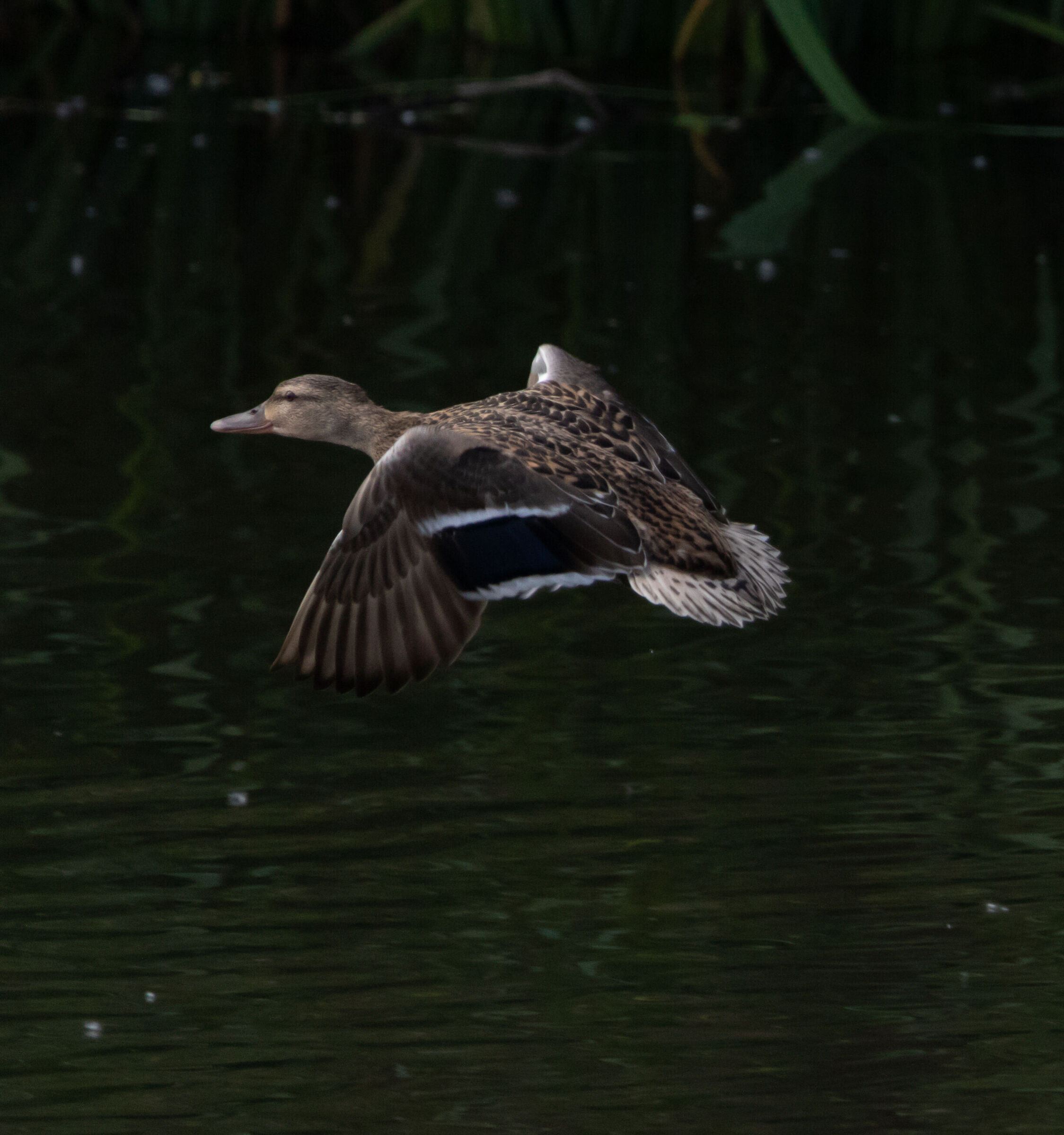 Mallard female Oasi Lipu CESANO M.3/05/2023