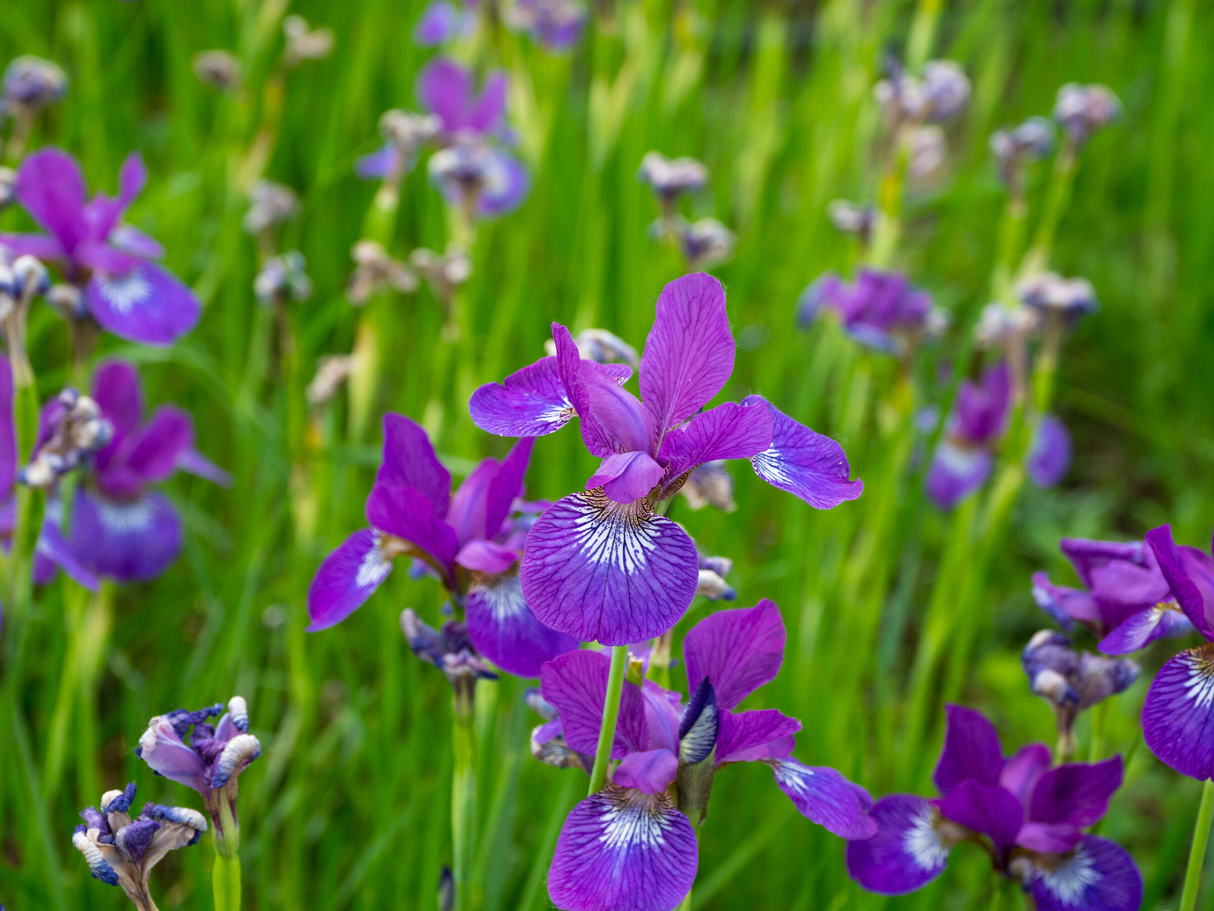 Primavera