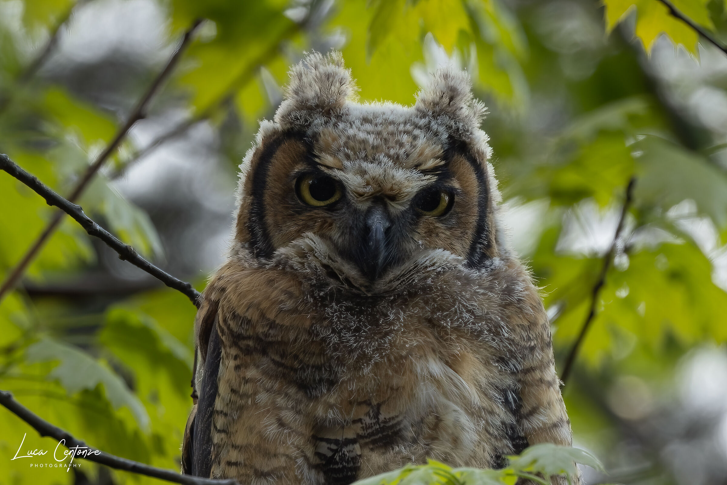 Great Horned Owlet