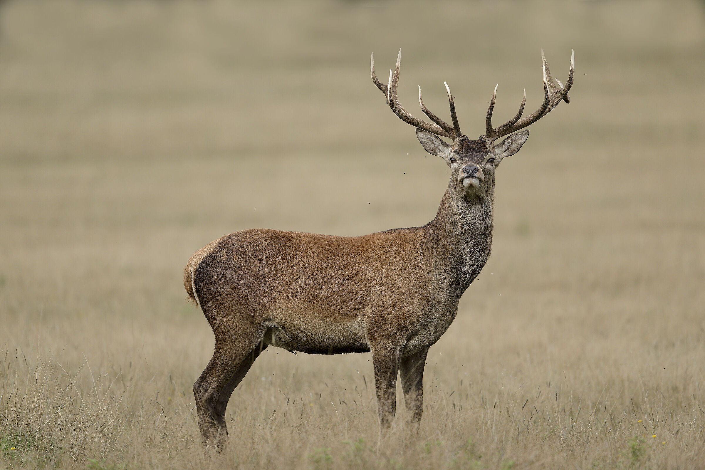 English noble deer