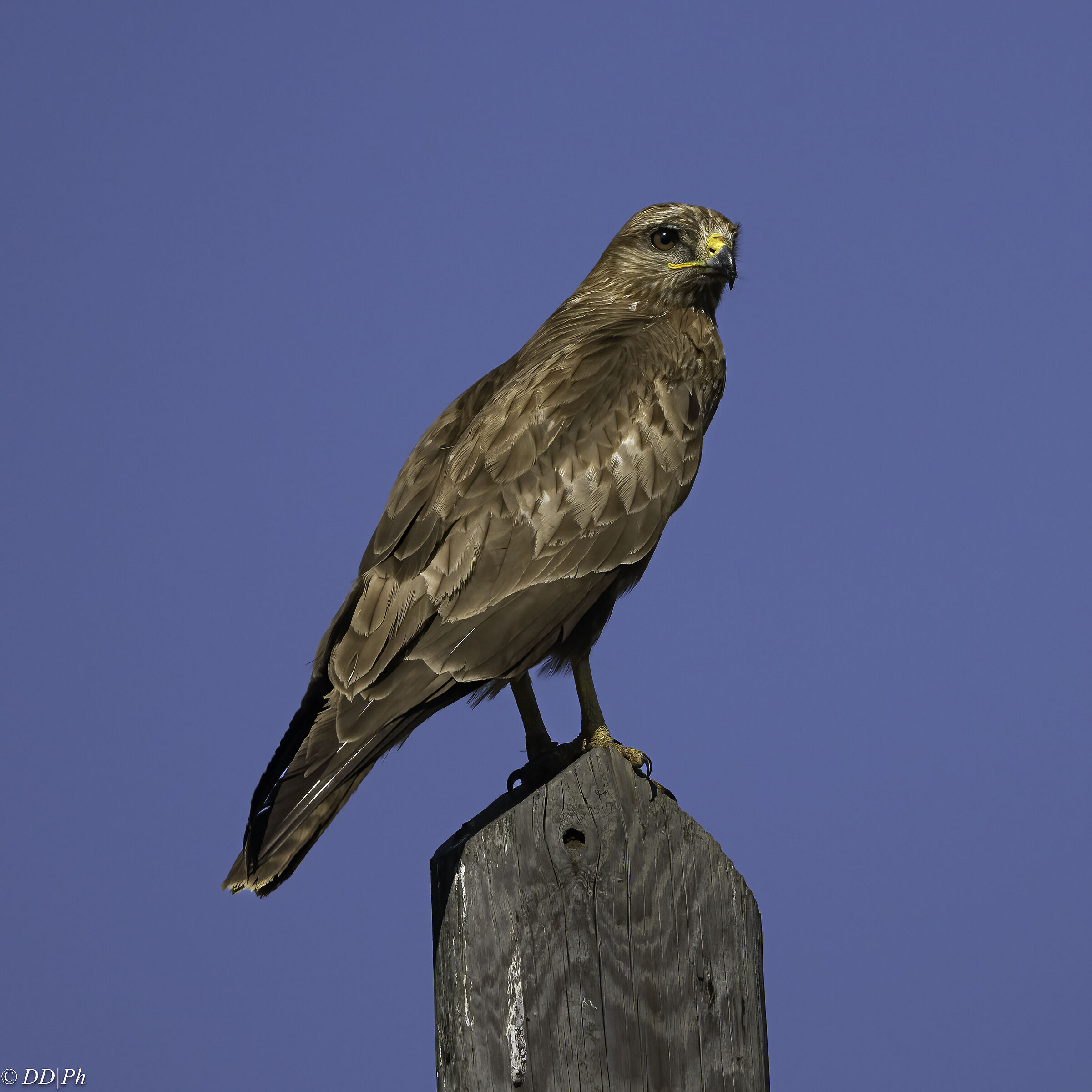 Buzzard