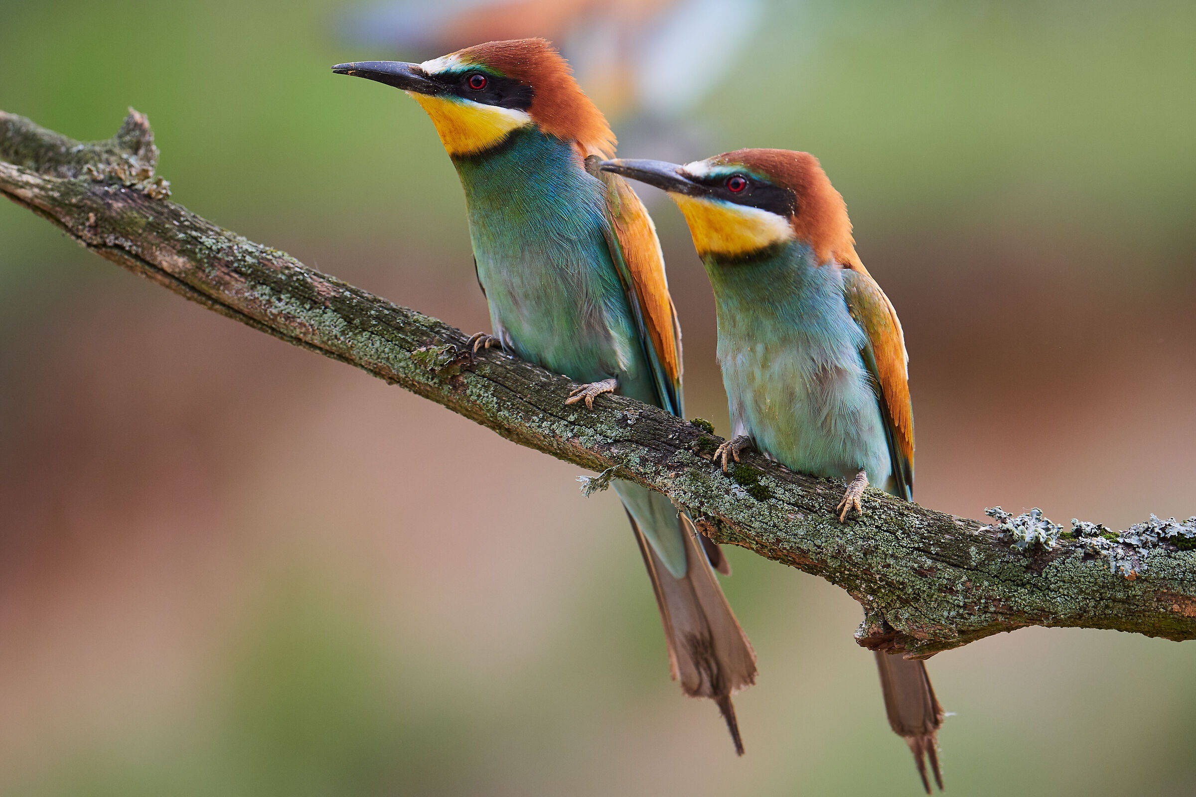 Apiaster europeo ( Merops apiaster )