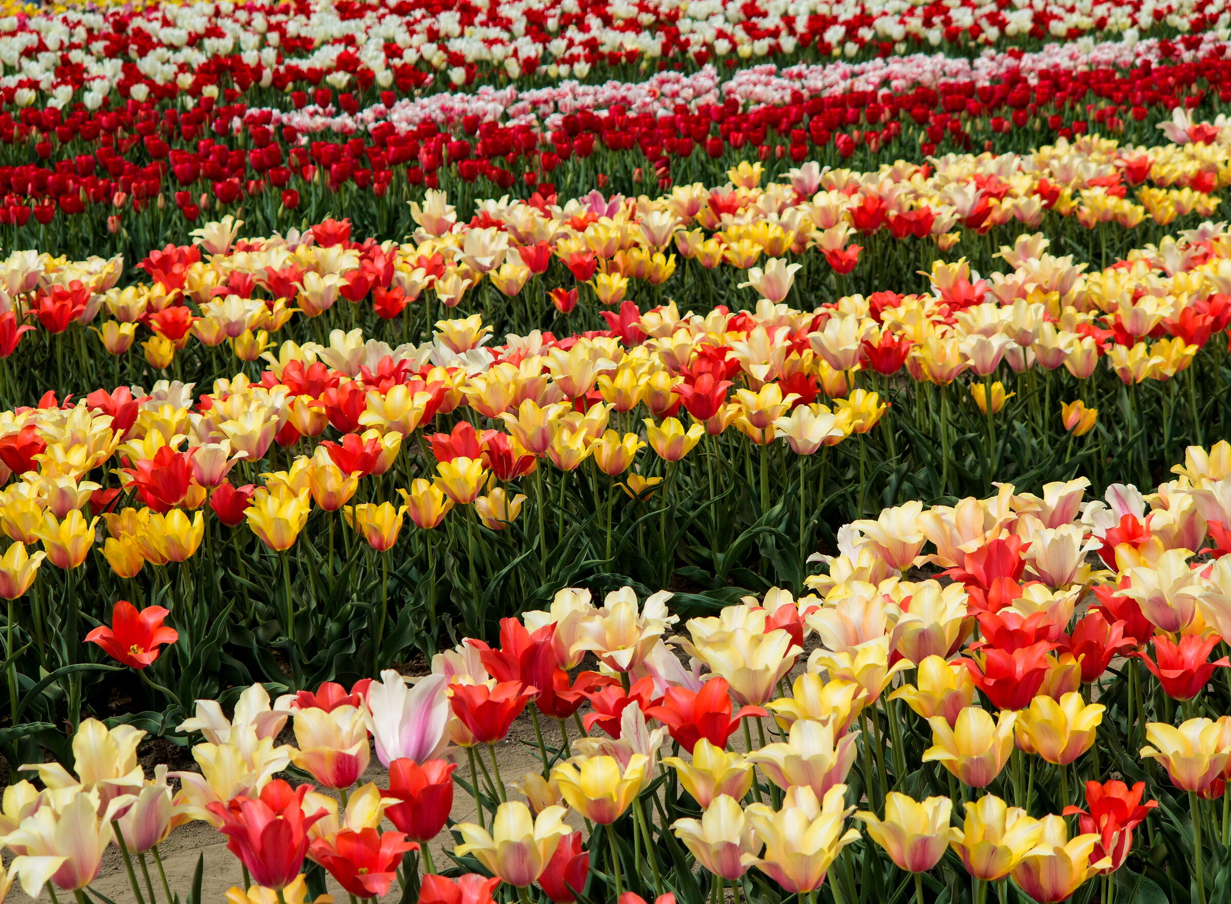 They talk about love tuli tuli tuli tulipan